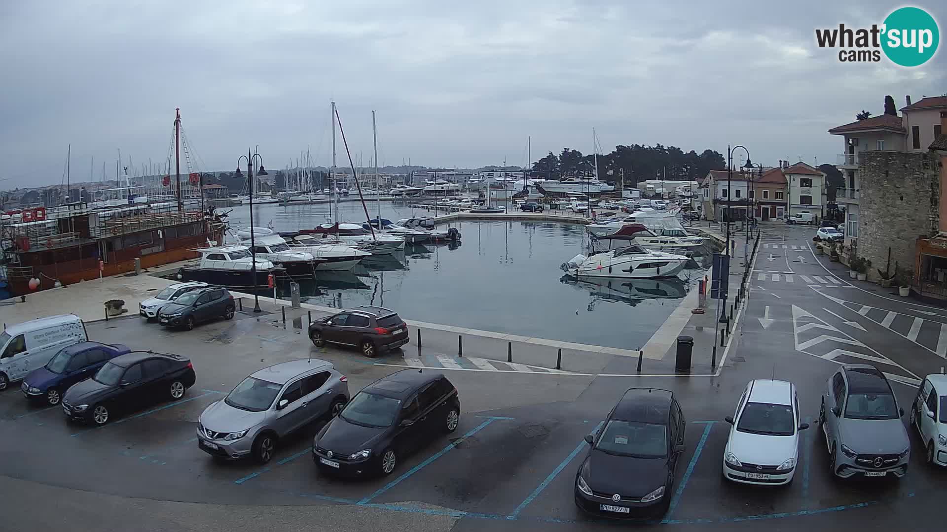 Novigrad | Porporela marina