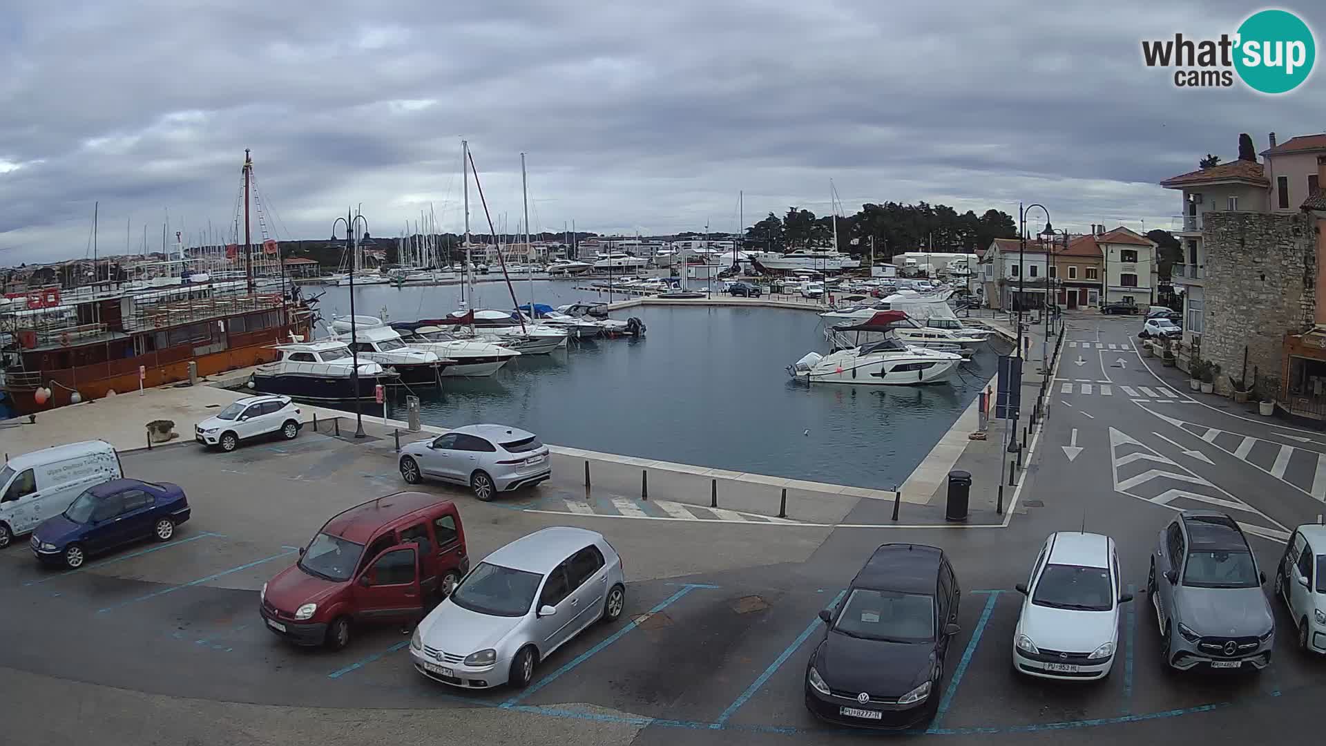 Novigrad | Porporela marina