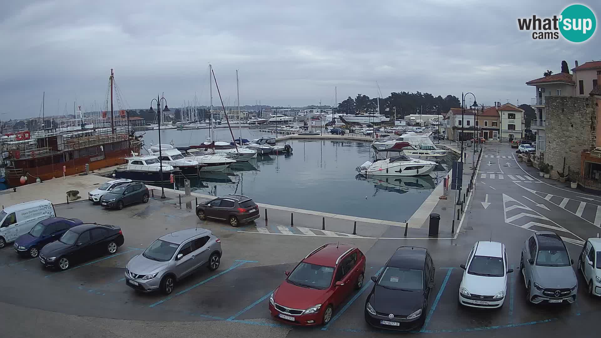 Novigrad | Porporela marina