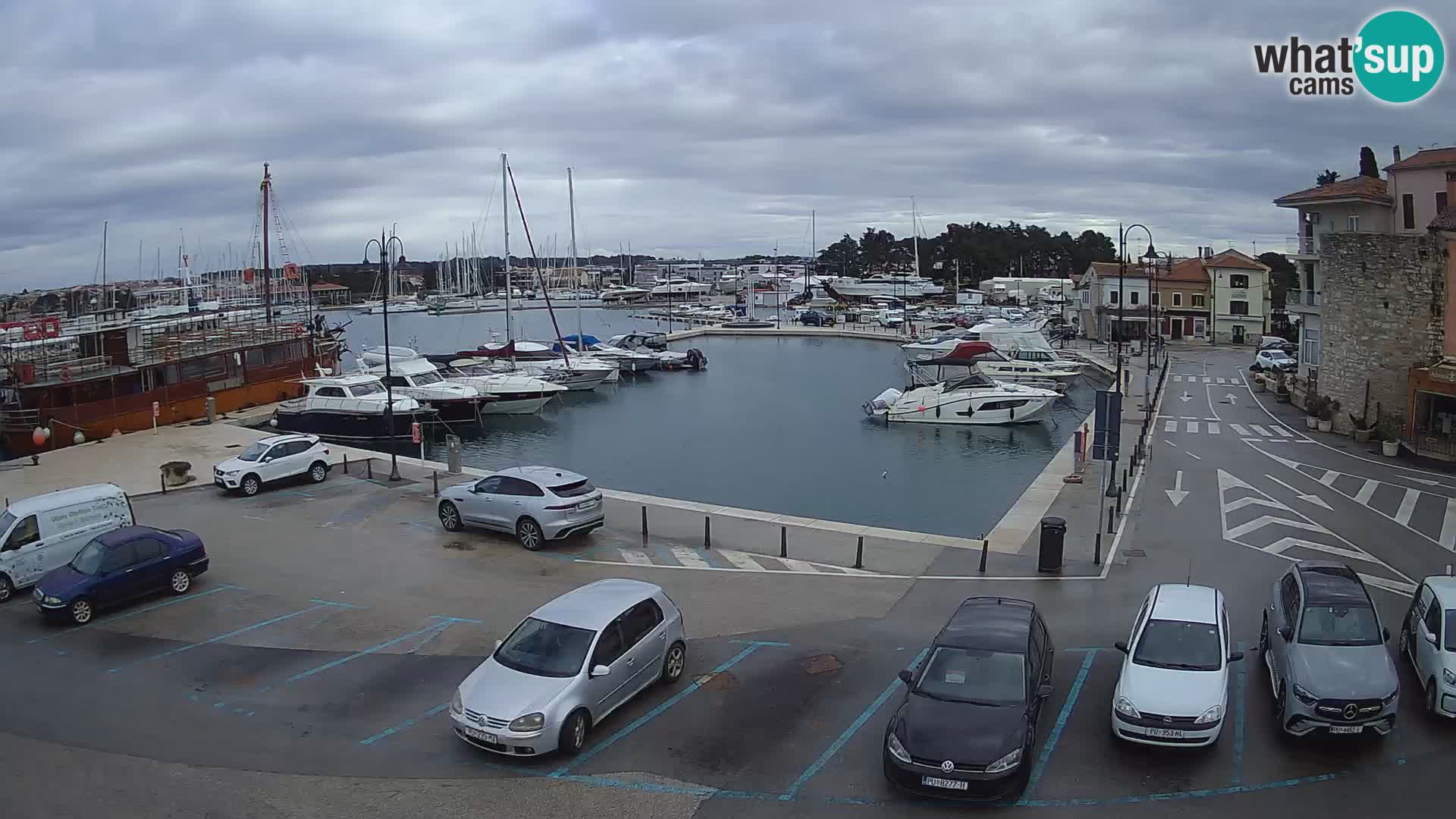 Novigrad | Porporela marina