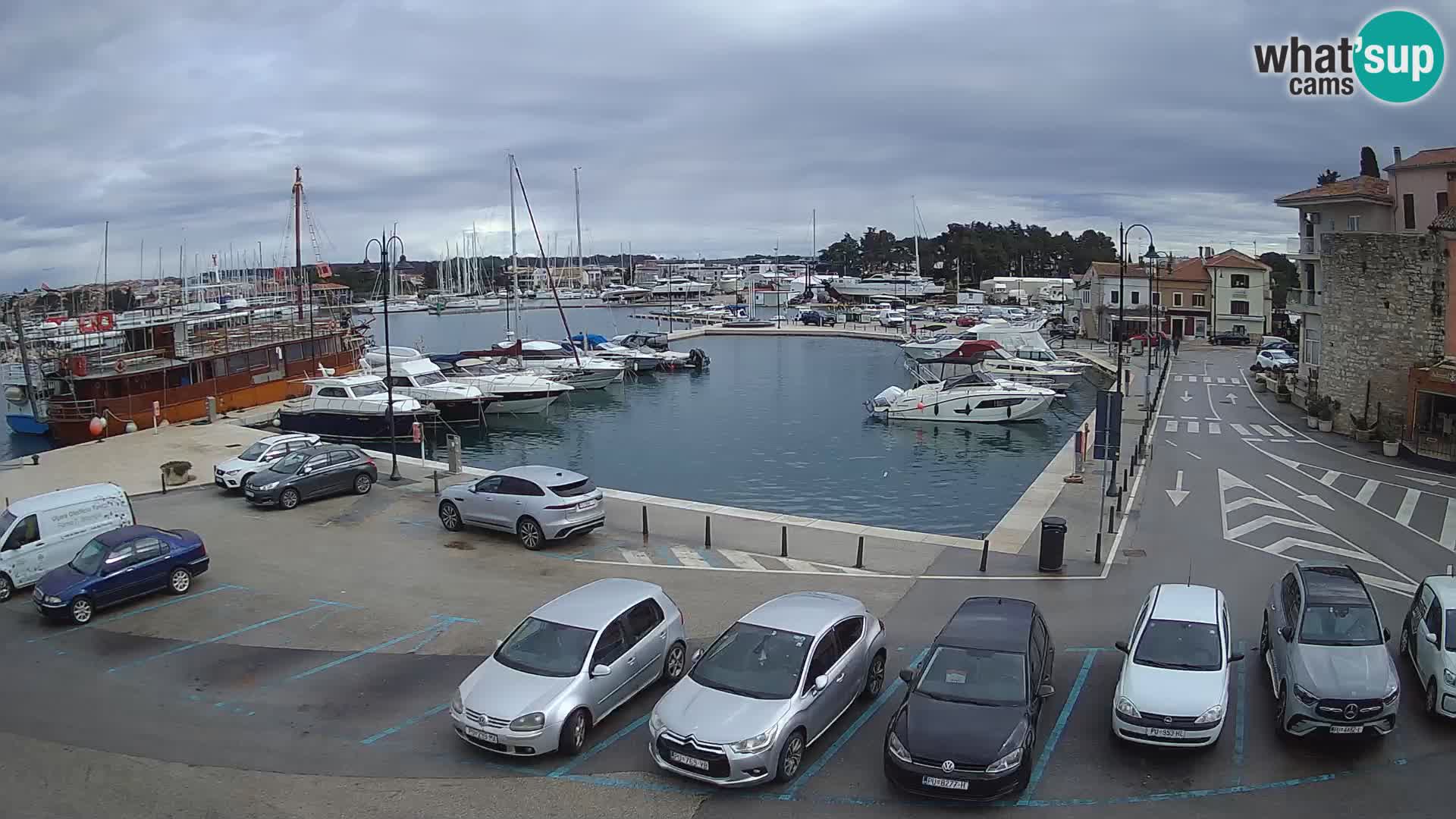 Novigrad | Porporela marina