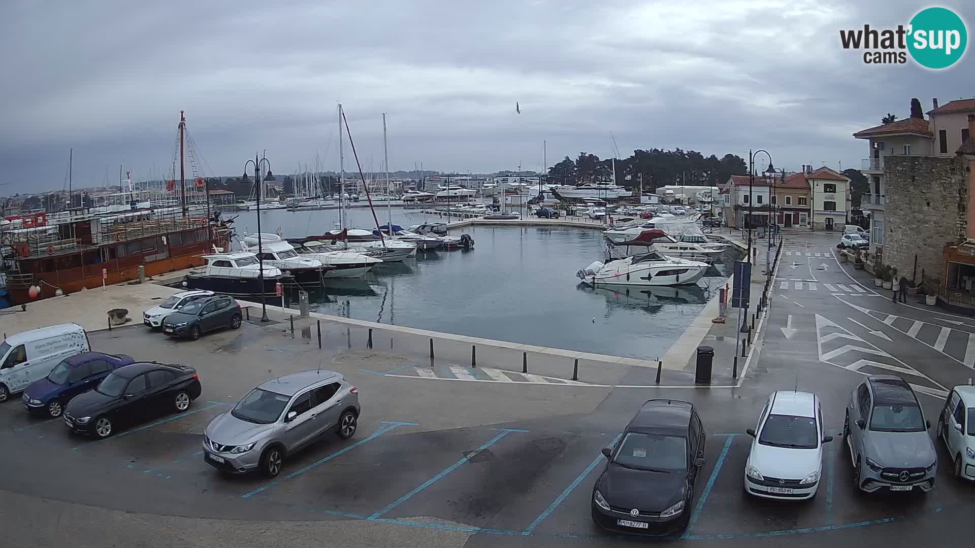 Novigrad | Porporela marina