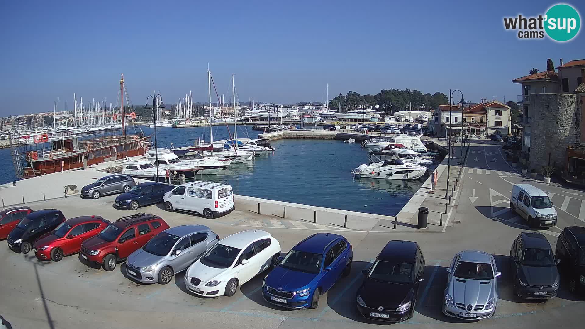 Novigrad | Porporela marina