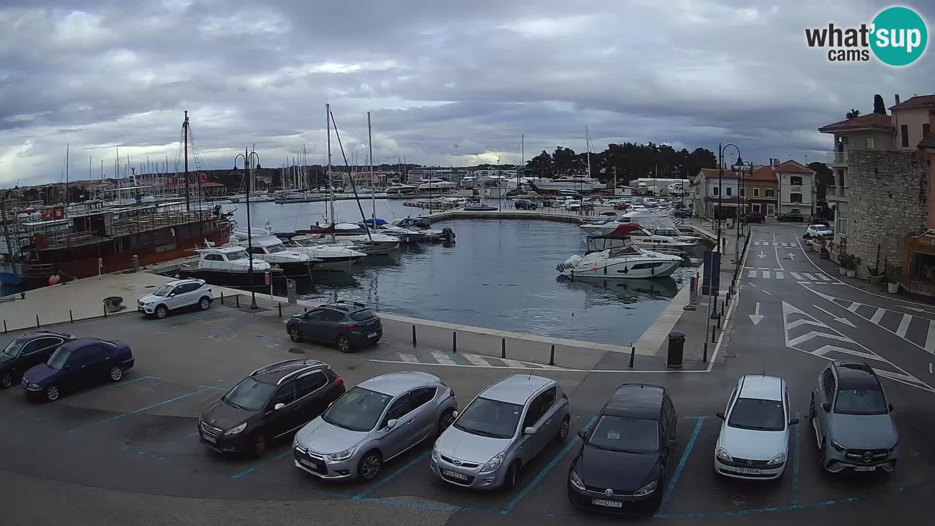 Novigrad | Porporela marina