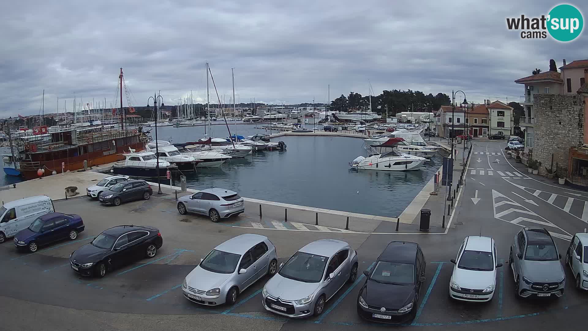 Novigrad | Porporela marina