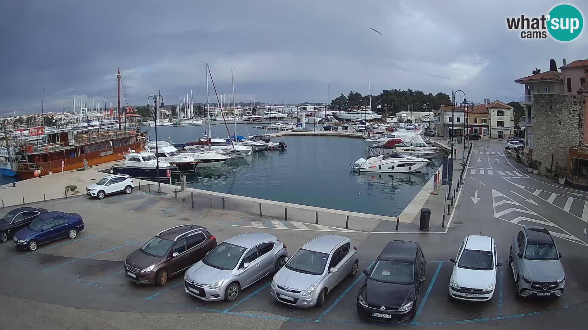 Novigrad | Porporela marina