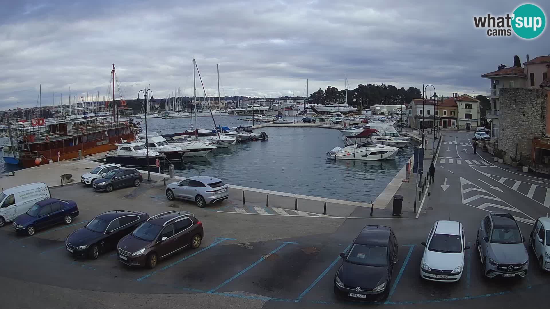 Novigrad | Porporela marina