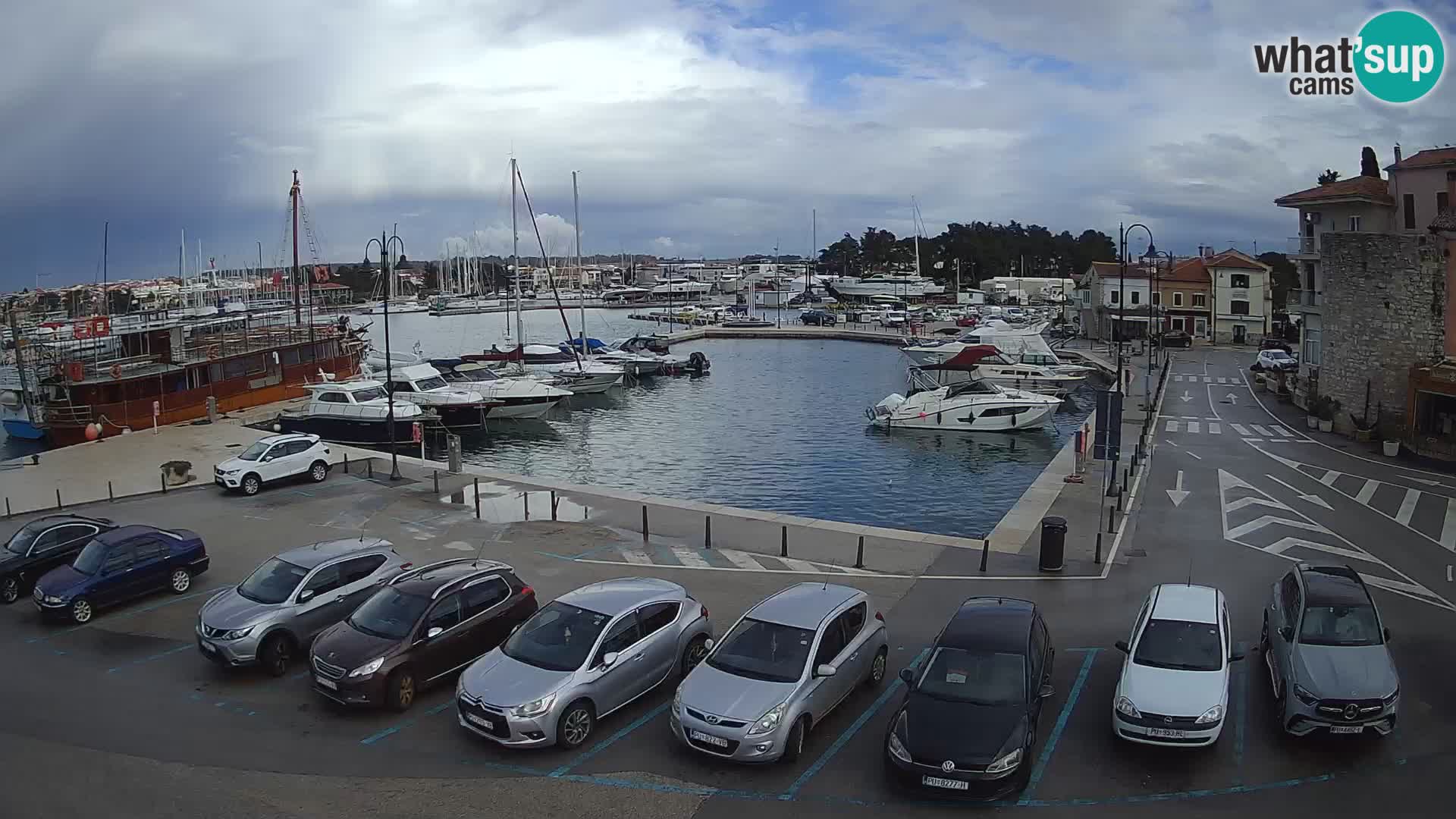 Novigrad | Porporela marina