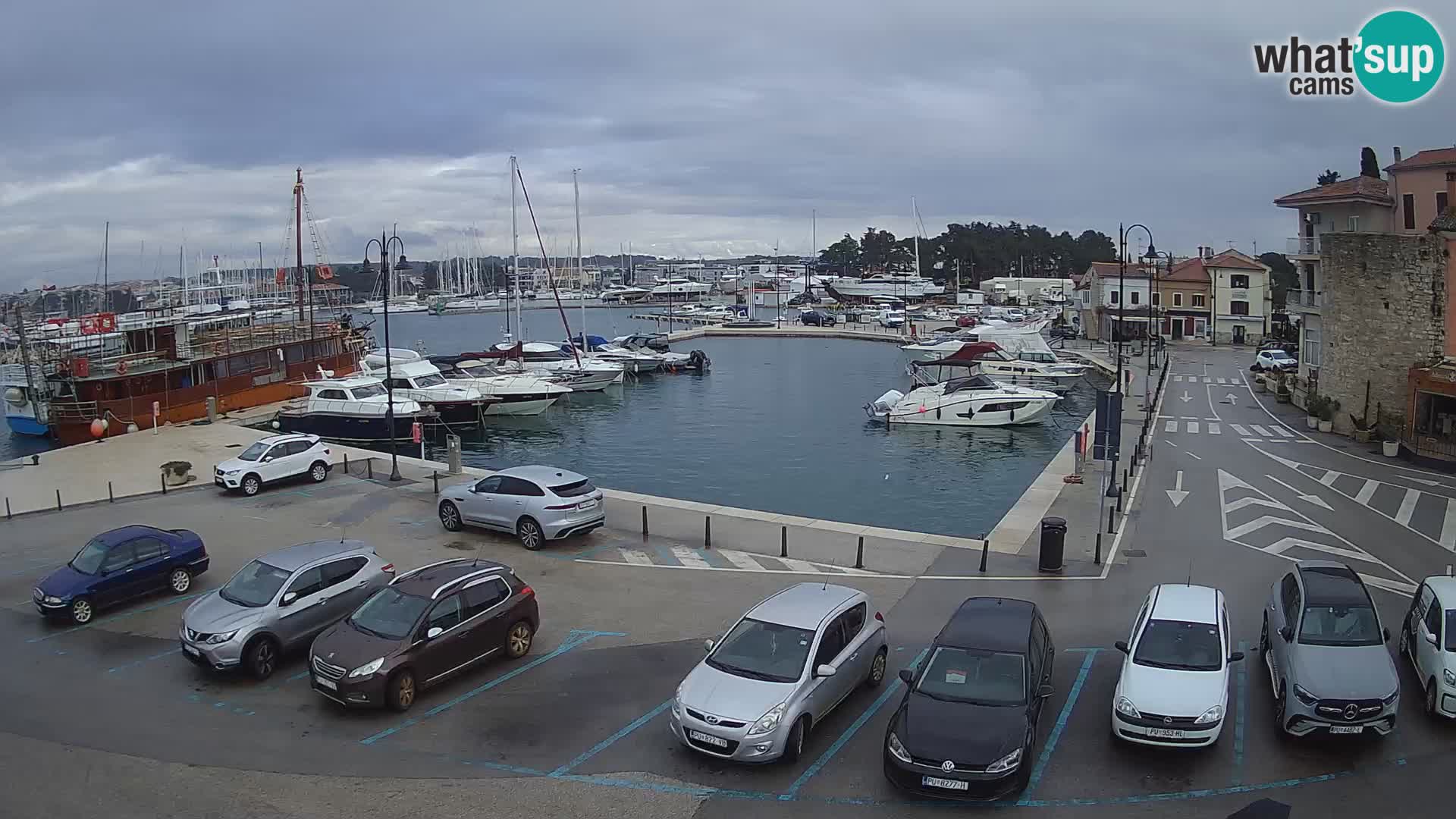 Novigrad | Porporela marina