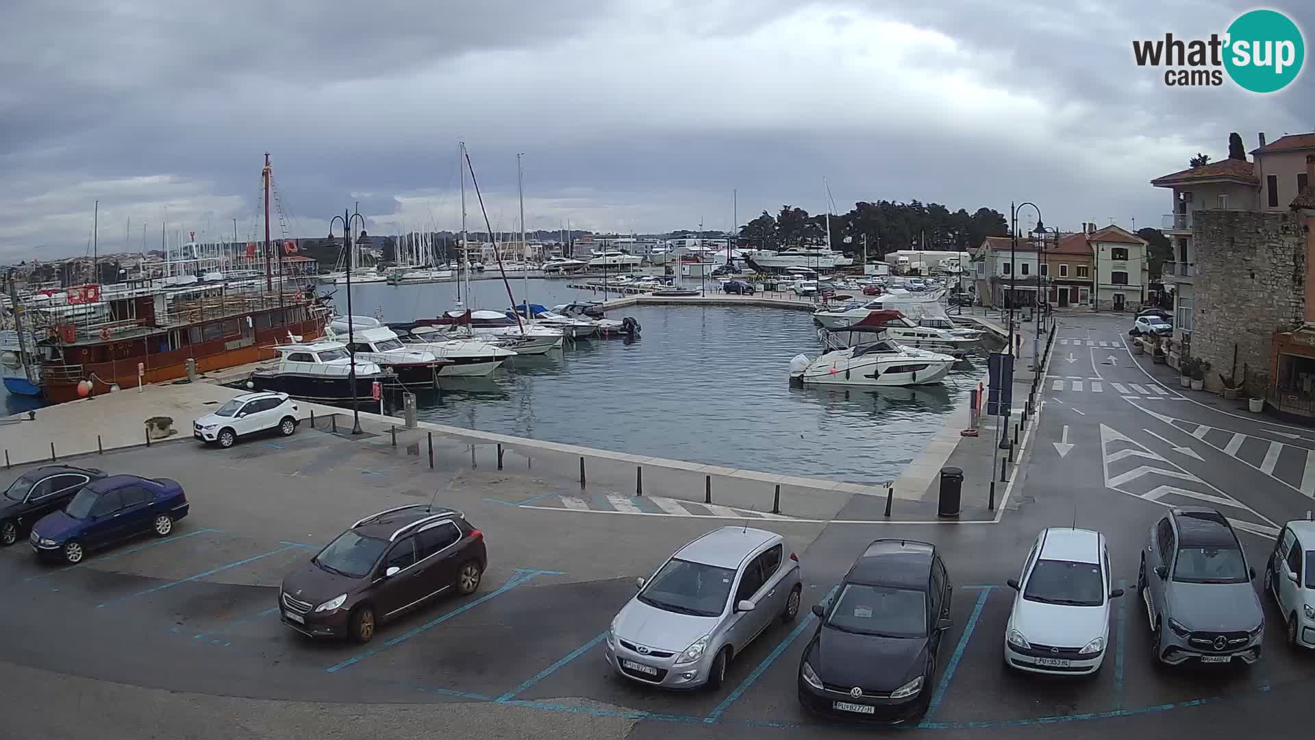 Novigrad | Porporela marina