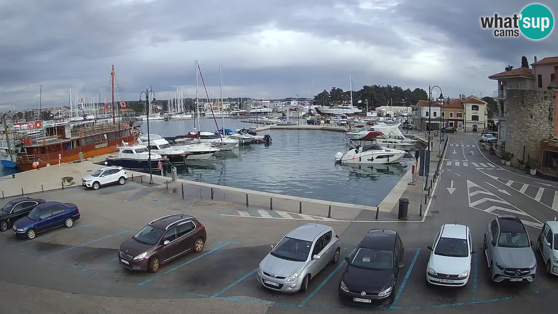 Novigrad | Porporela marina