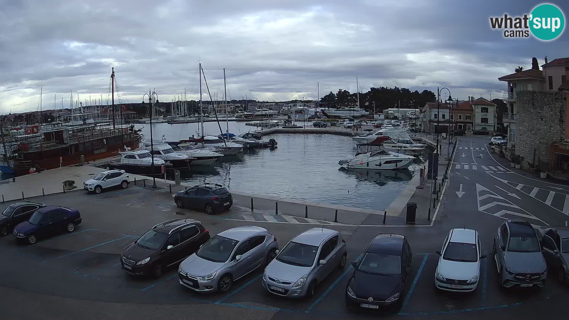 Novigrad | Porporela marina