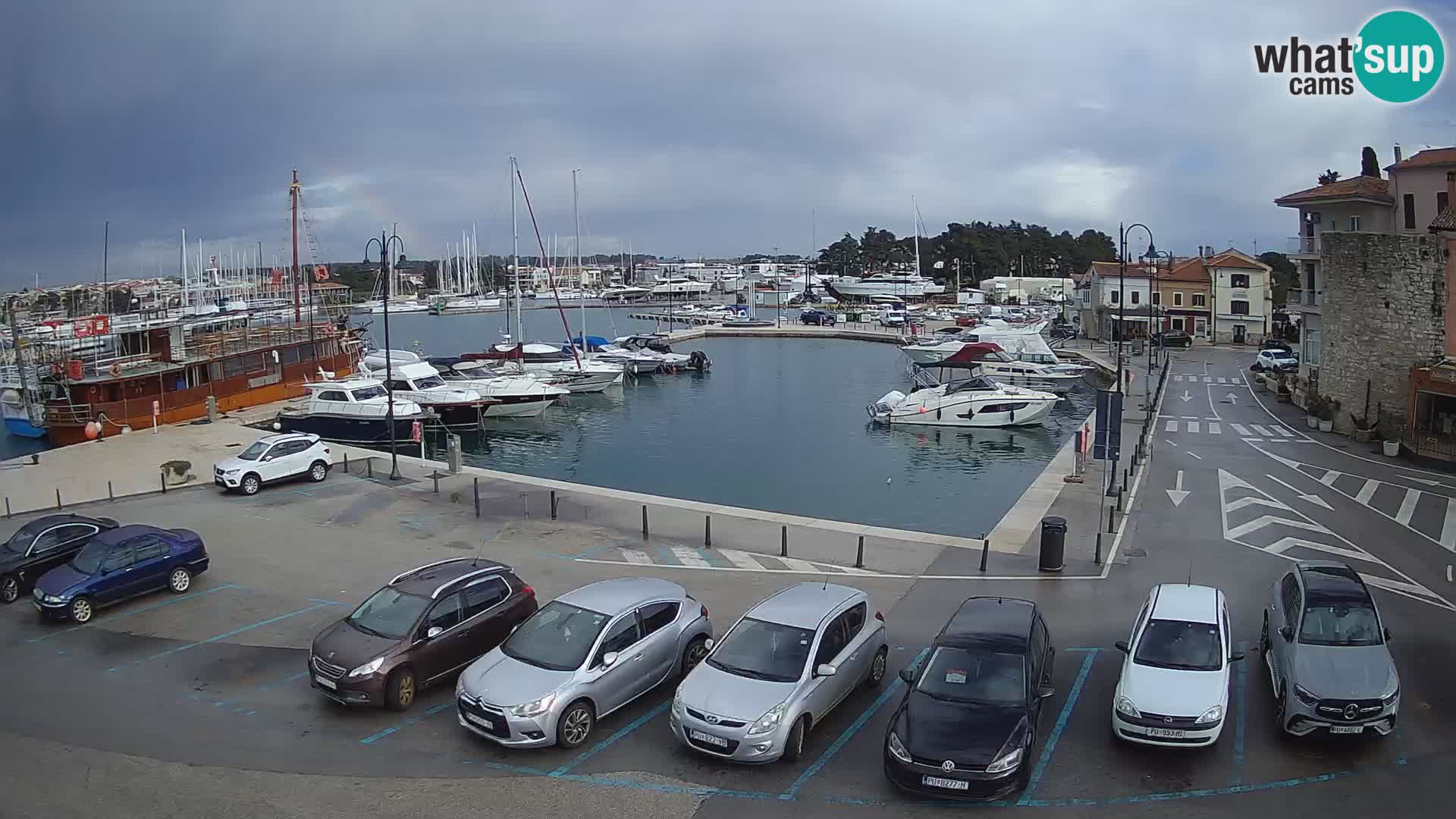 Novigrad | Porporela marina