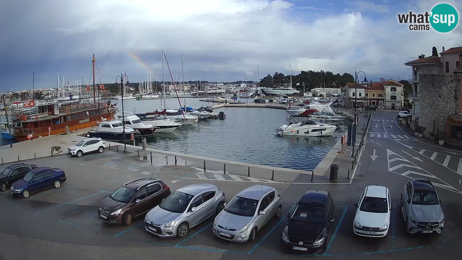 Novigrad | Porporela marina