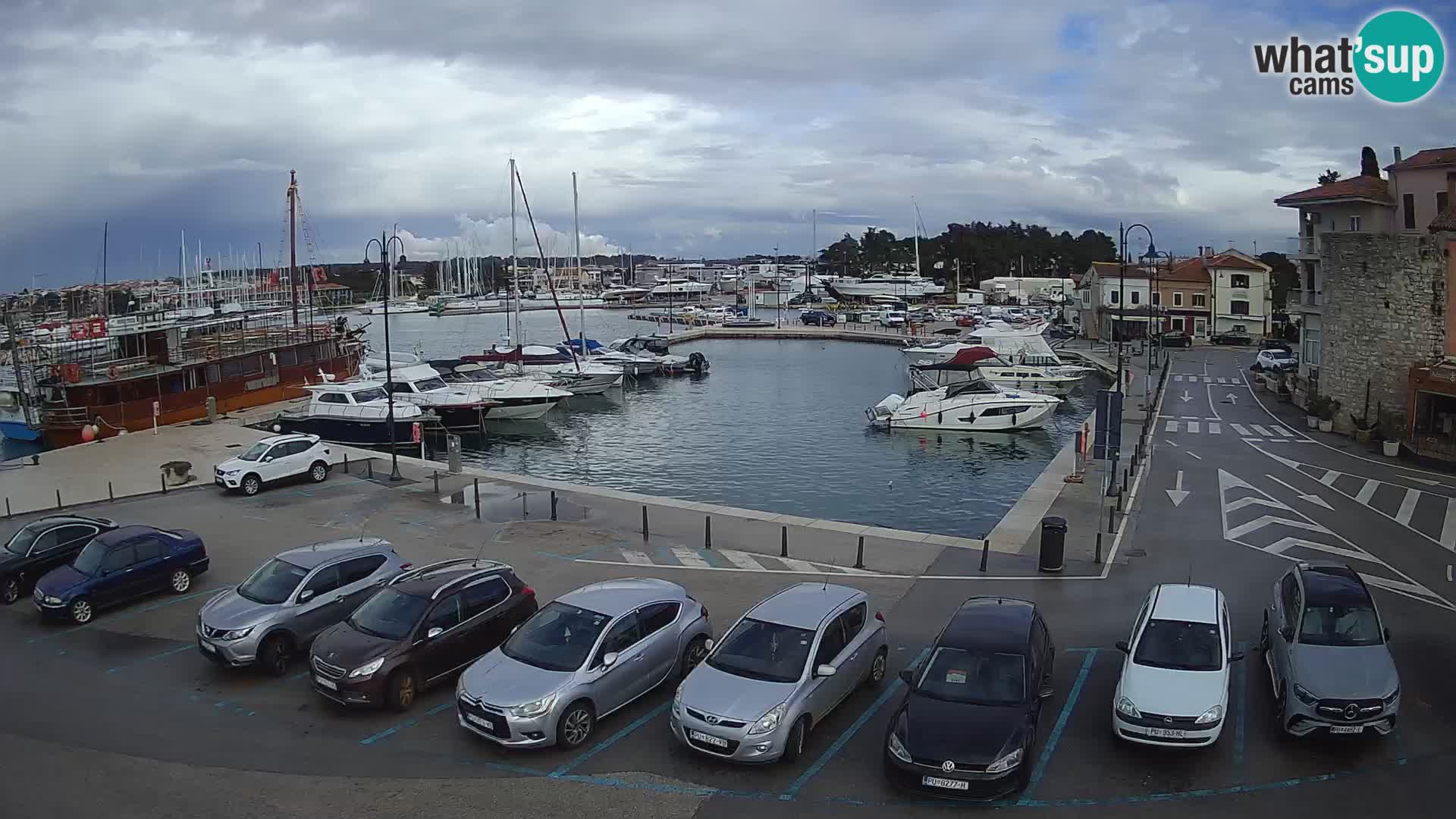 Novigrad | Porporela marina