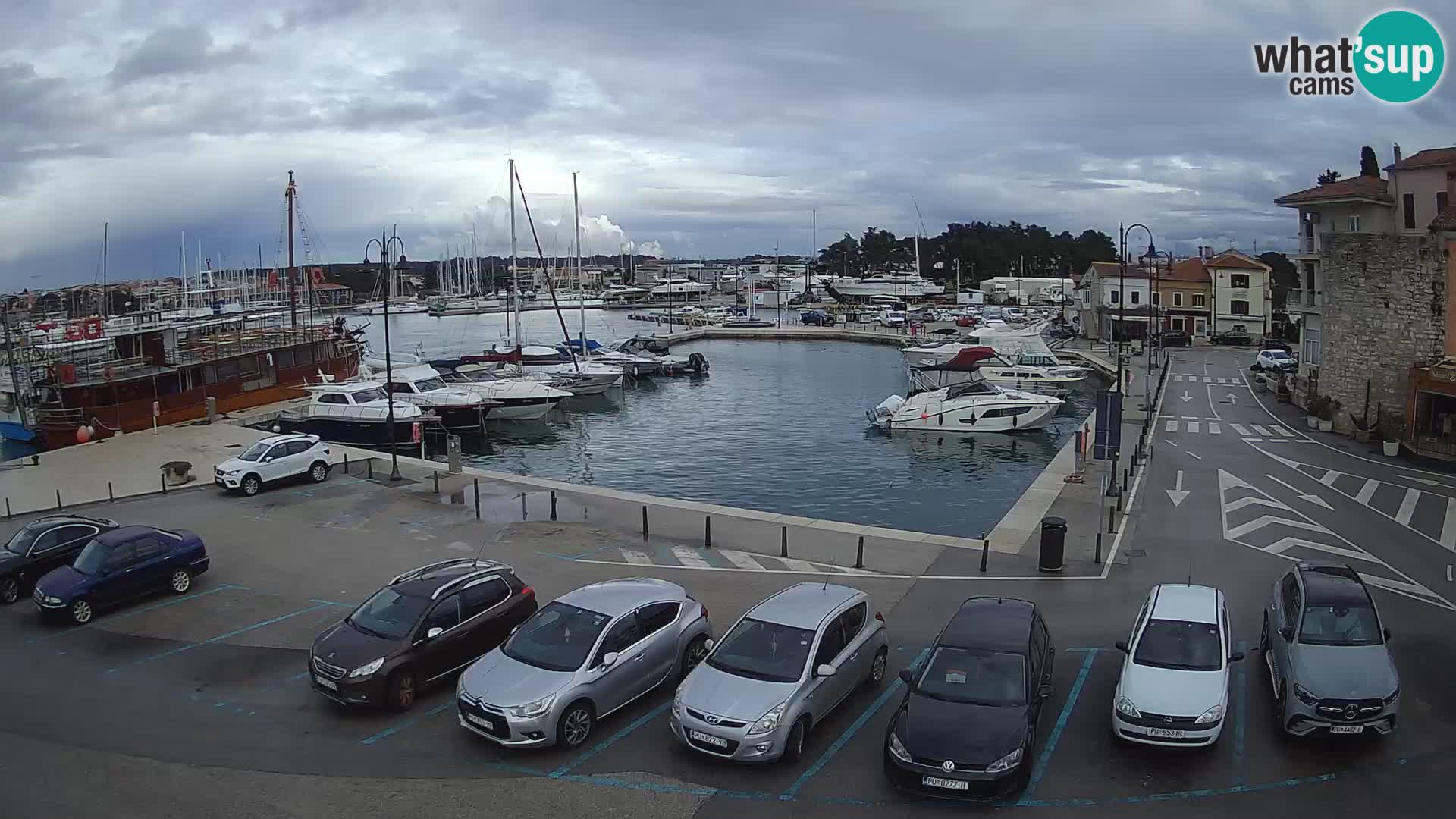 Novigrad | Porporela marina