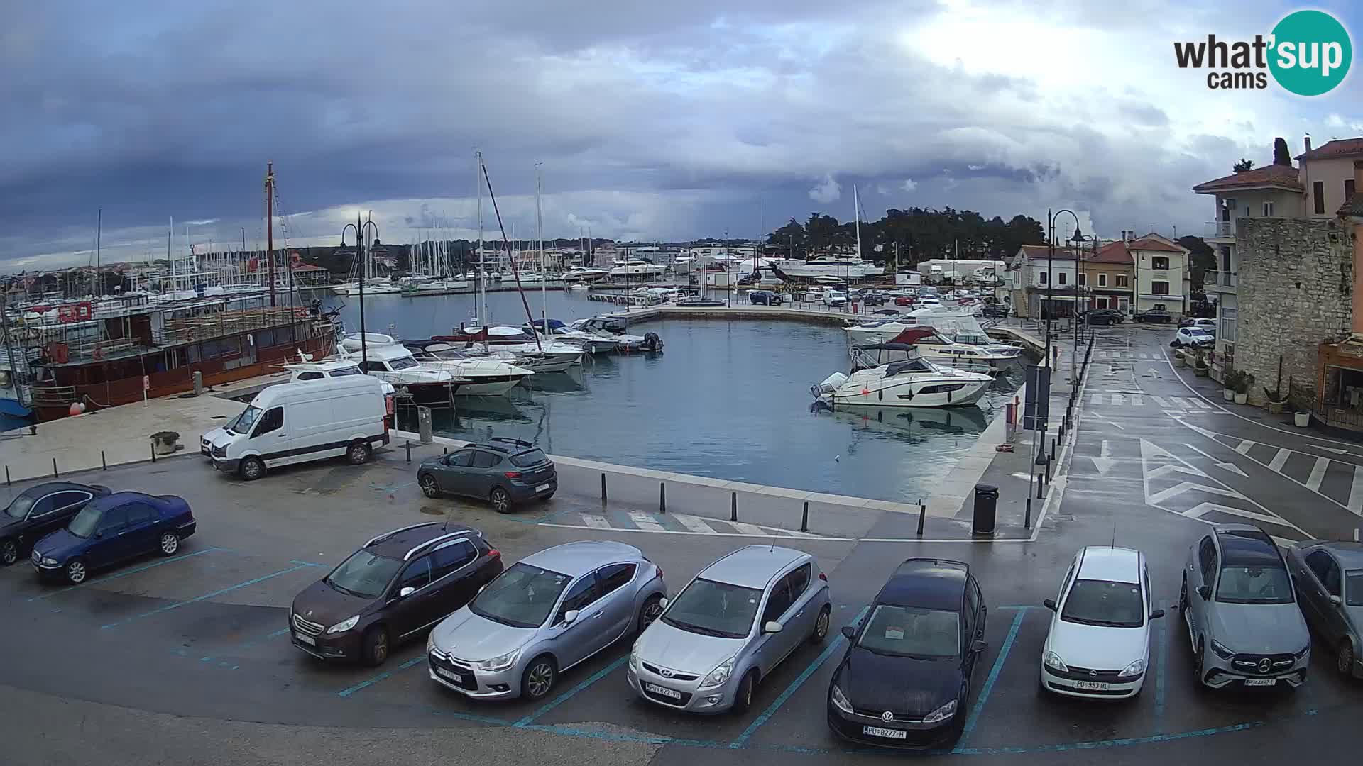 Novigrad | Porporela marina