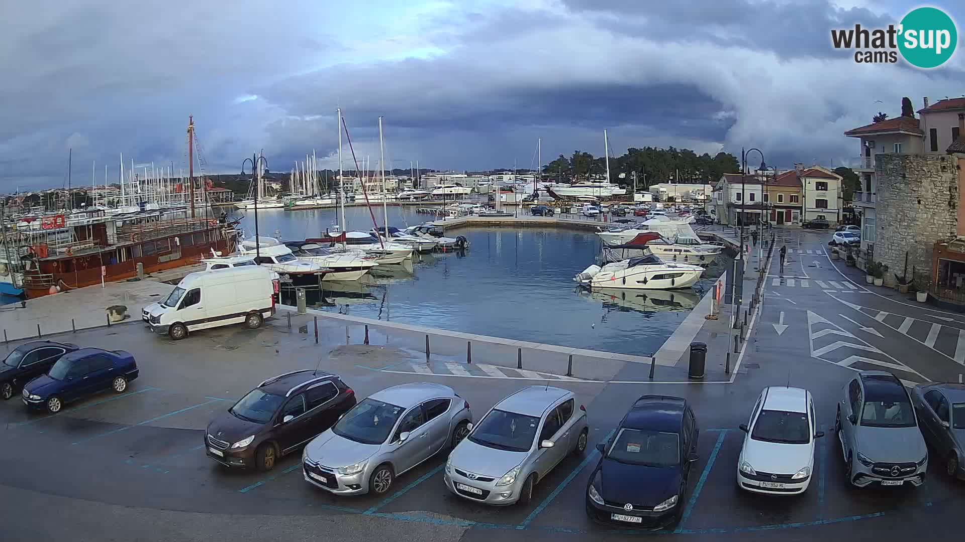 Novigrad | Porporela marina