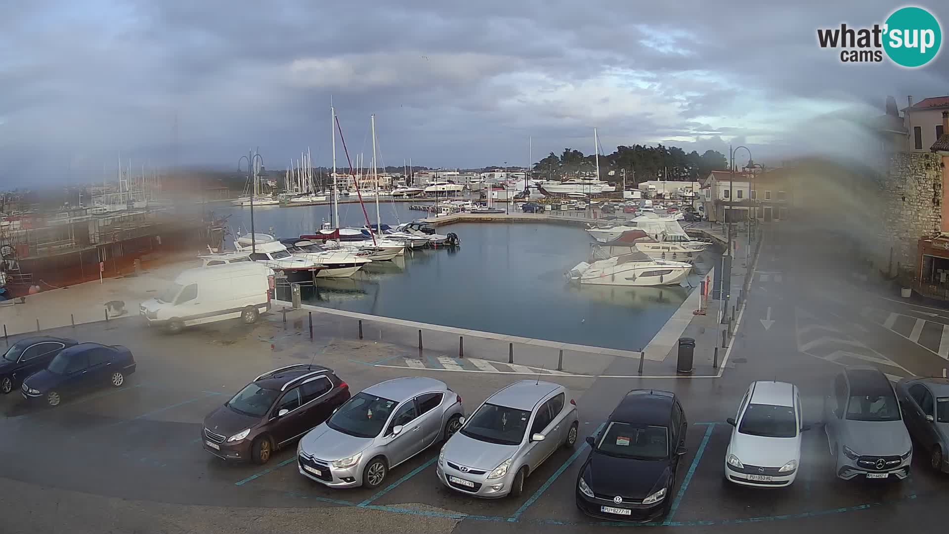 Novigrad | Porporela marina