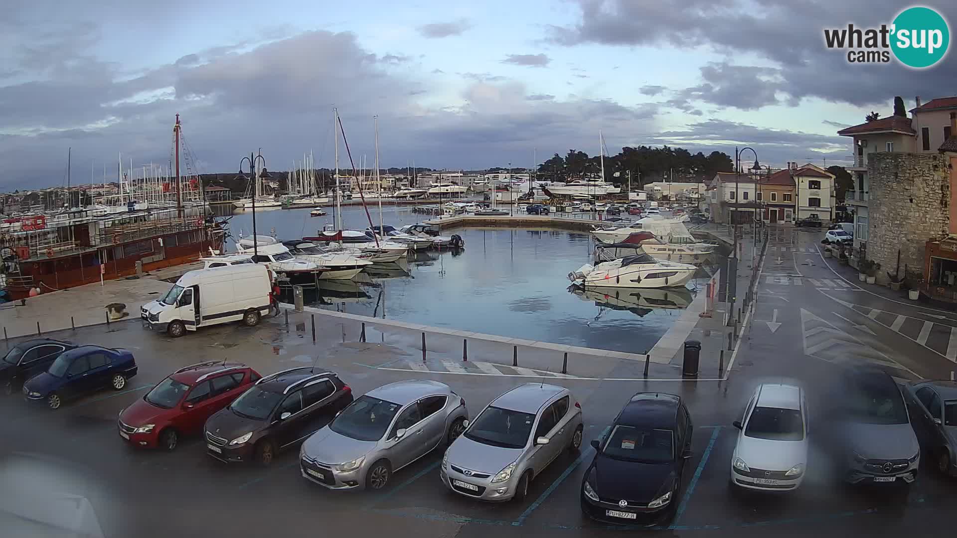 Novigrad | Porporela marina