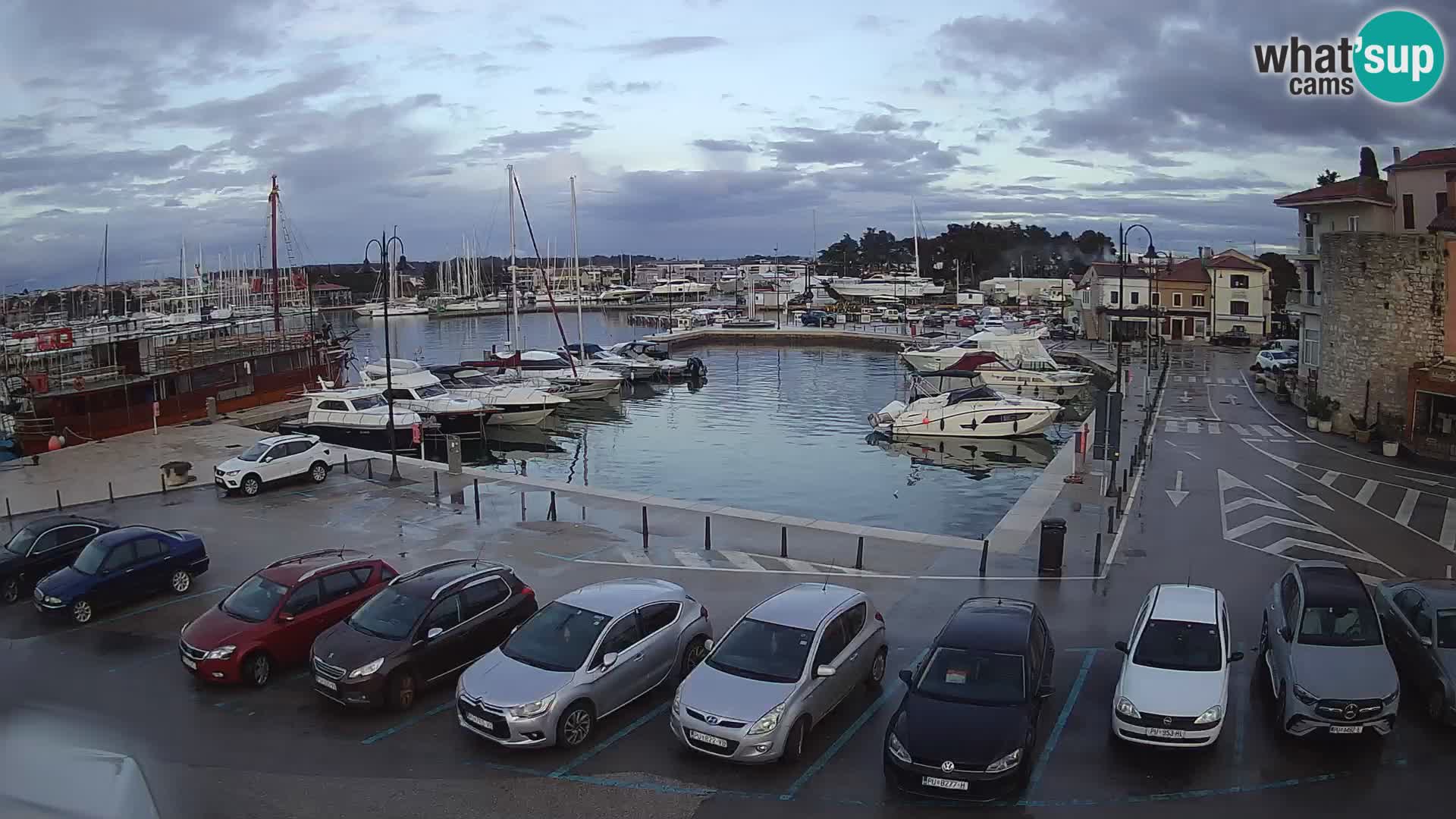 Novigrad | Porporela marina