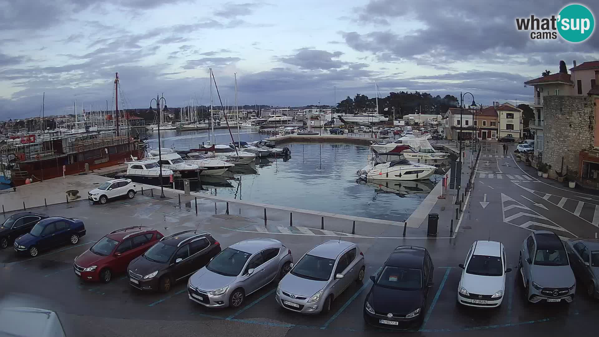 Novigrad | Porporela marina