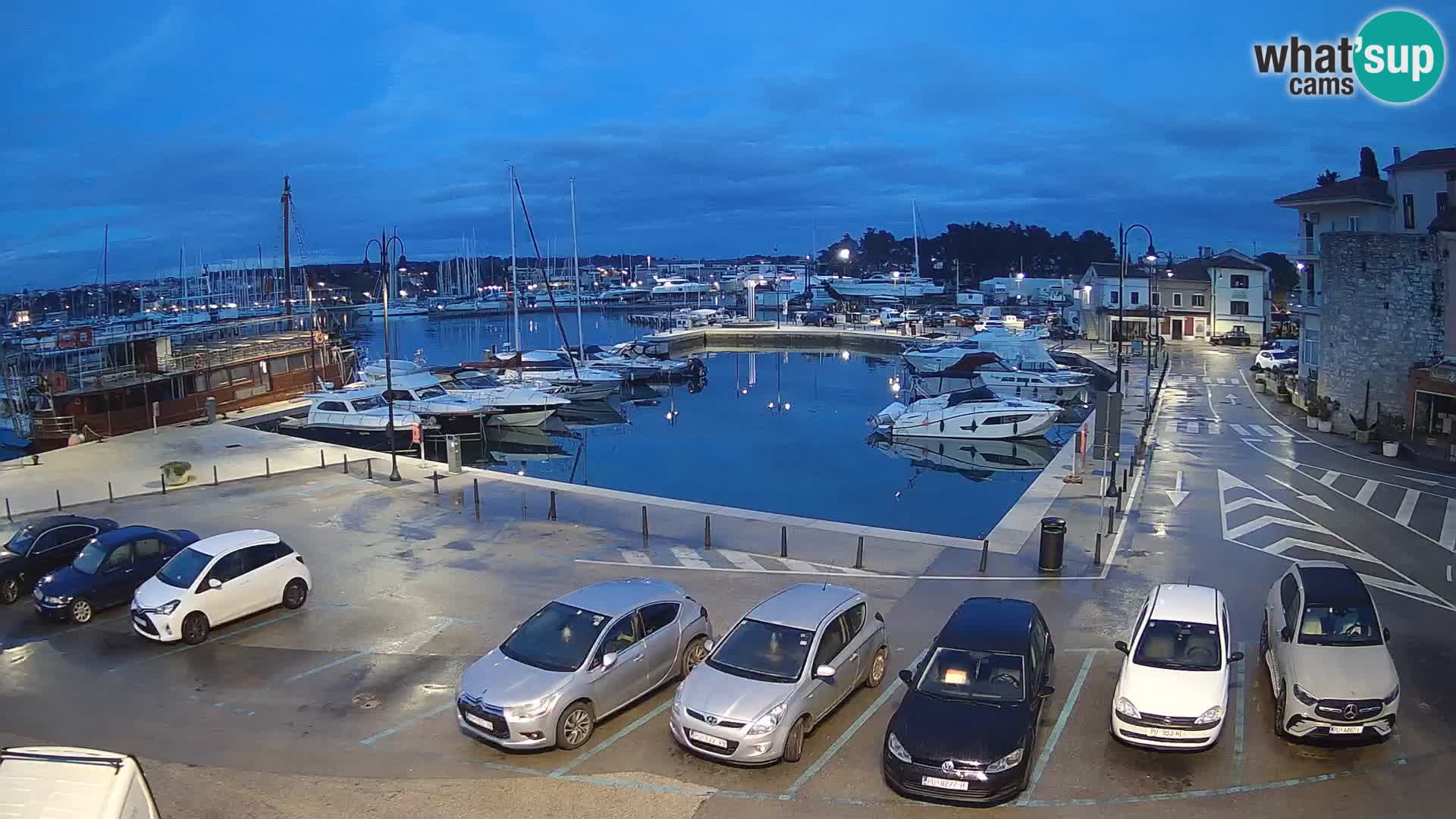 Novigrad | Porporela marina