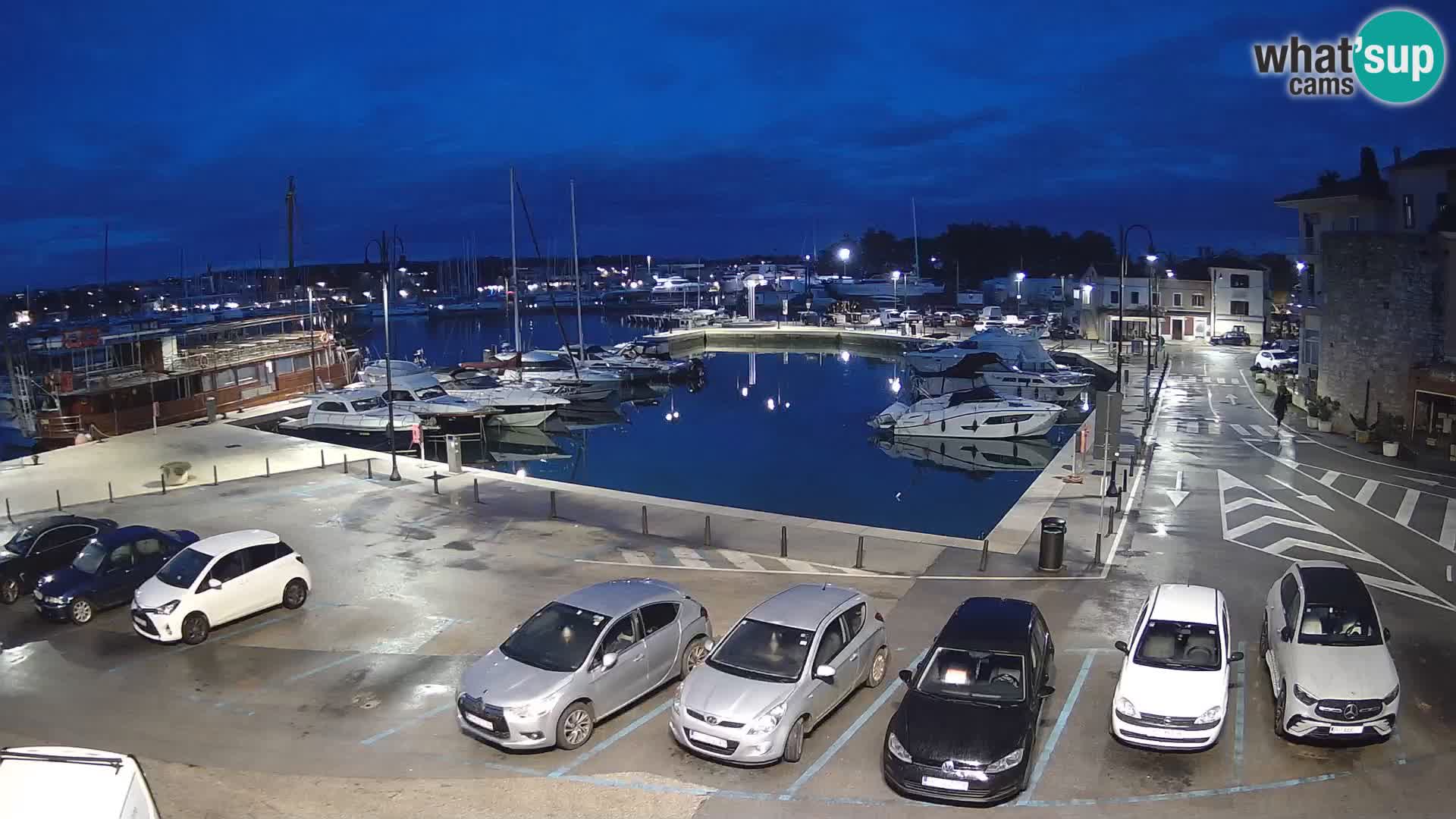 Novigrad | Porporela marina