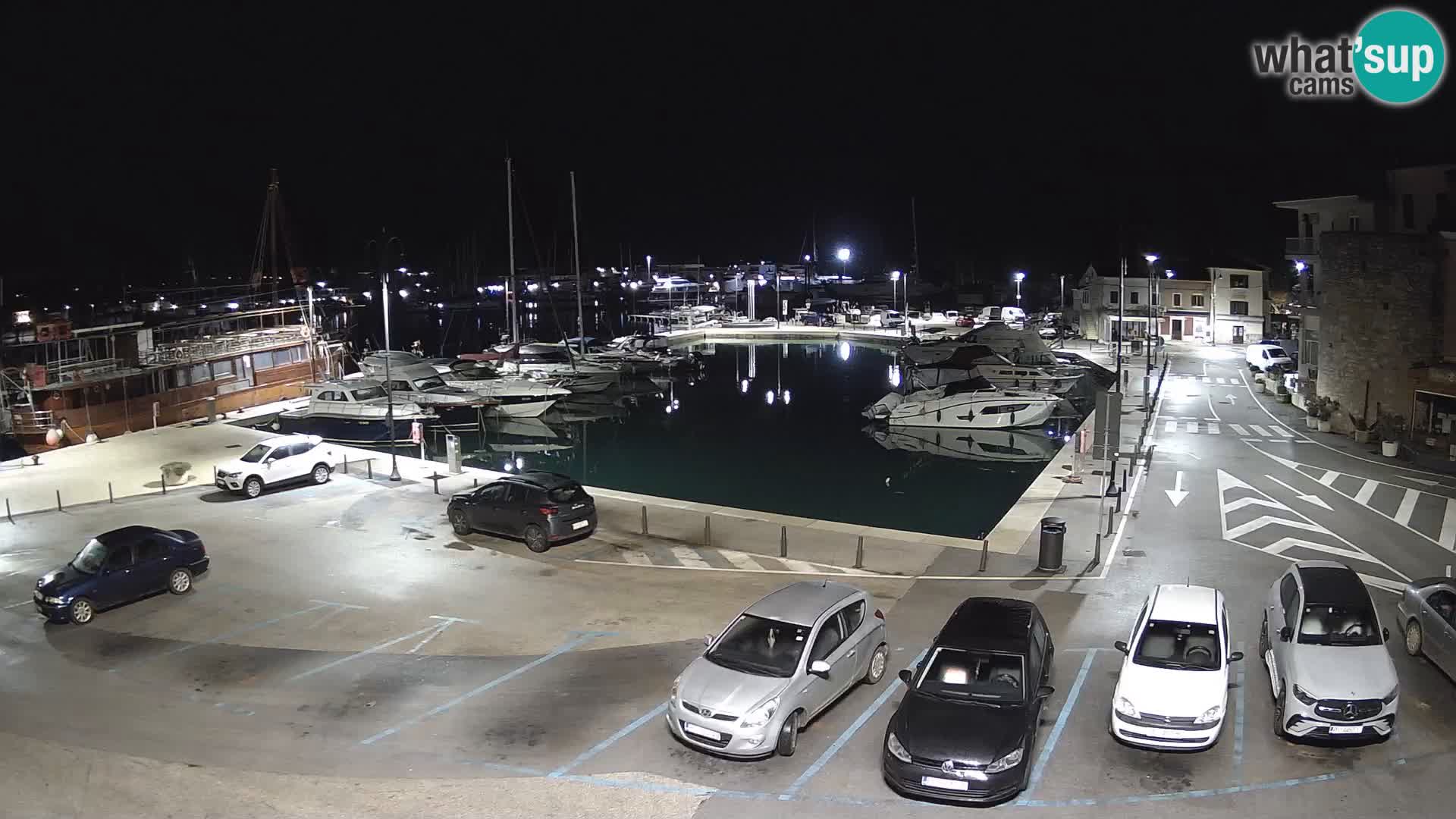 Novigrad | Porporela marina