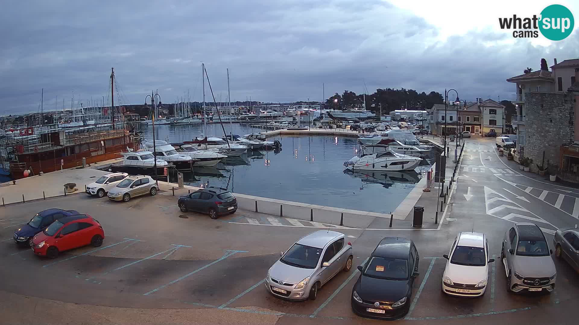 Novigrad | Porporela marina