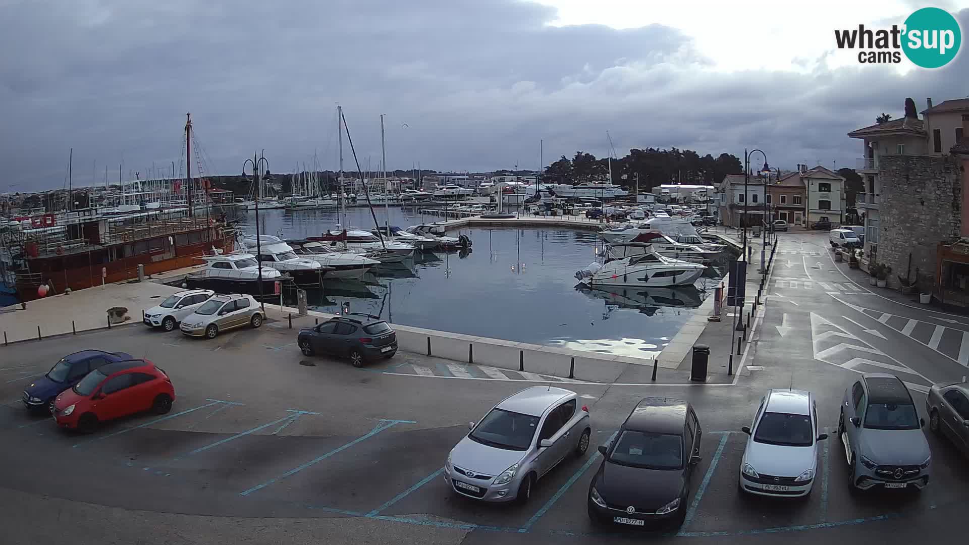 Novigrad | Porporela marina