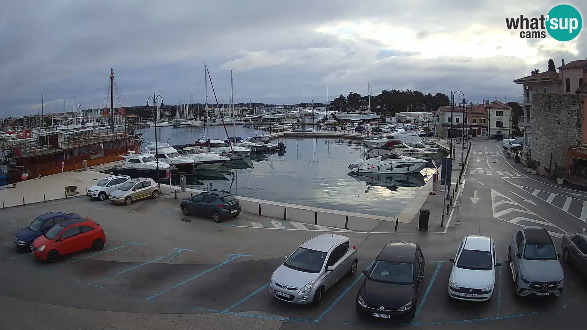 Novigrad | Porporela marina