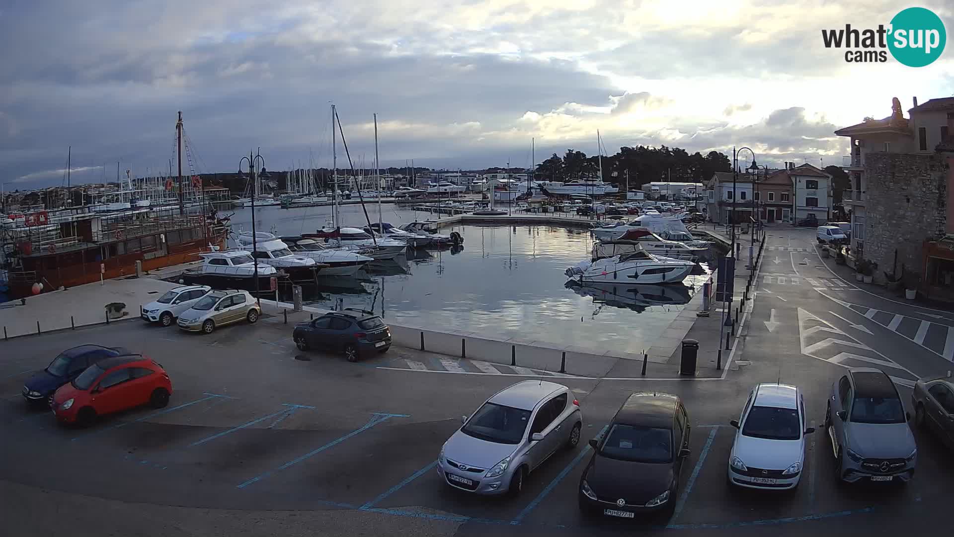 Novigrad | Porporela marina