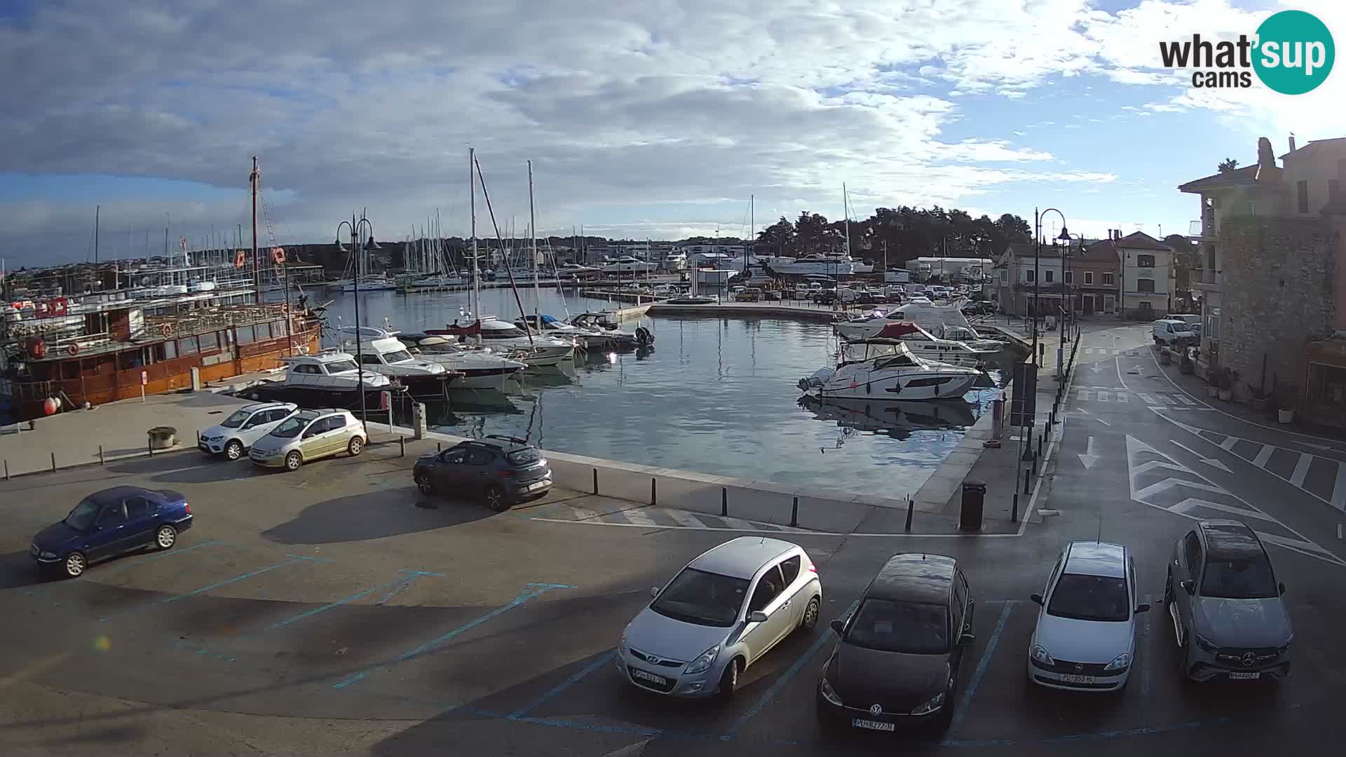 Novigrad | Porporela marina