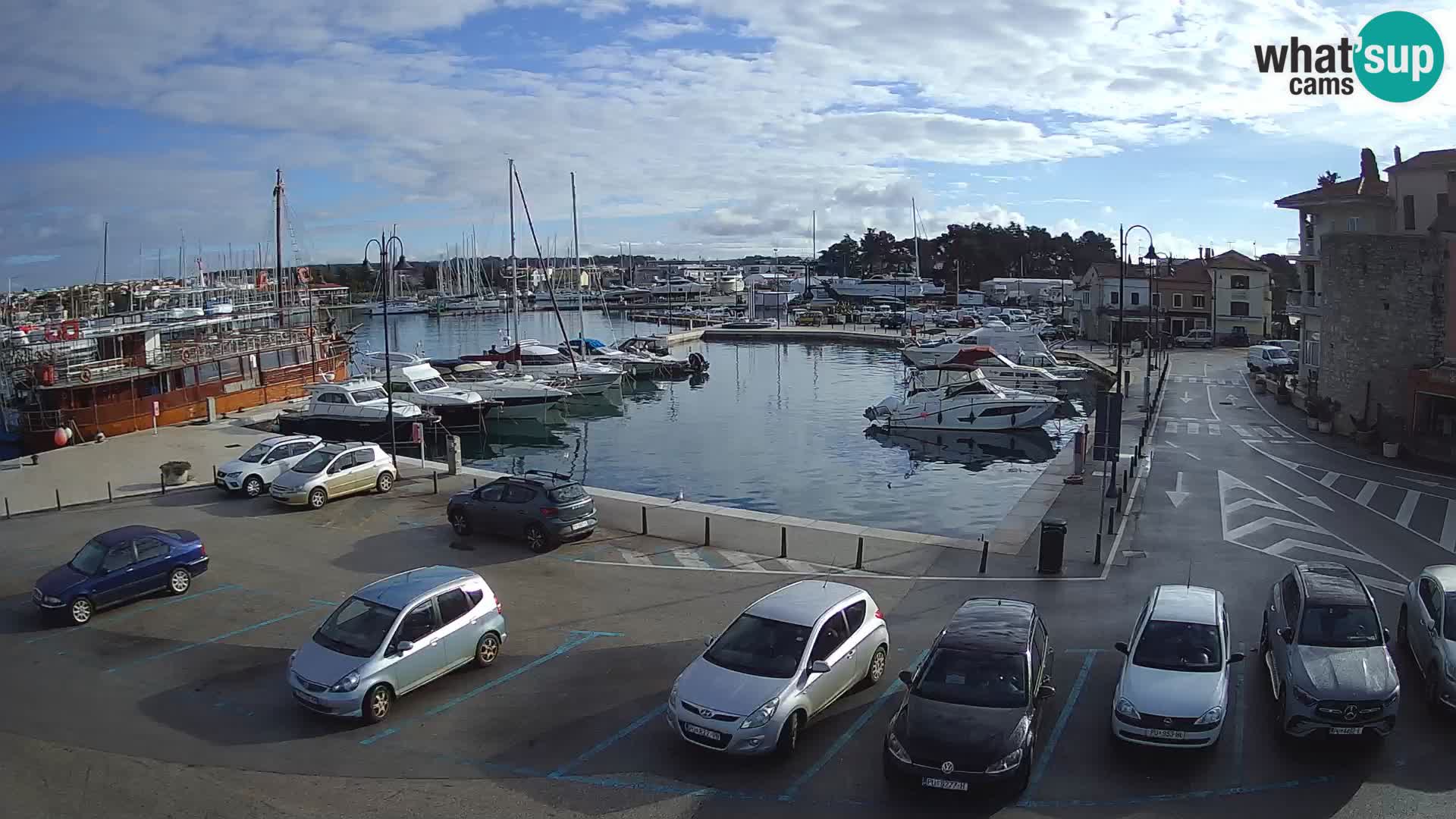 Novigrad | Porporela marina