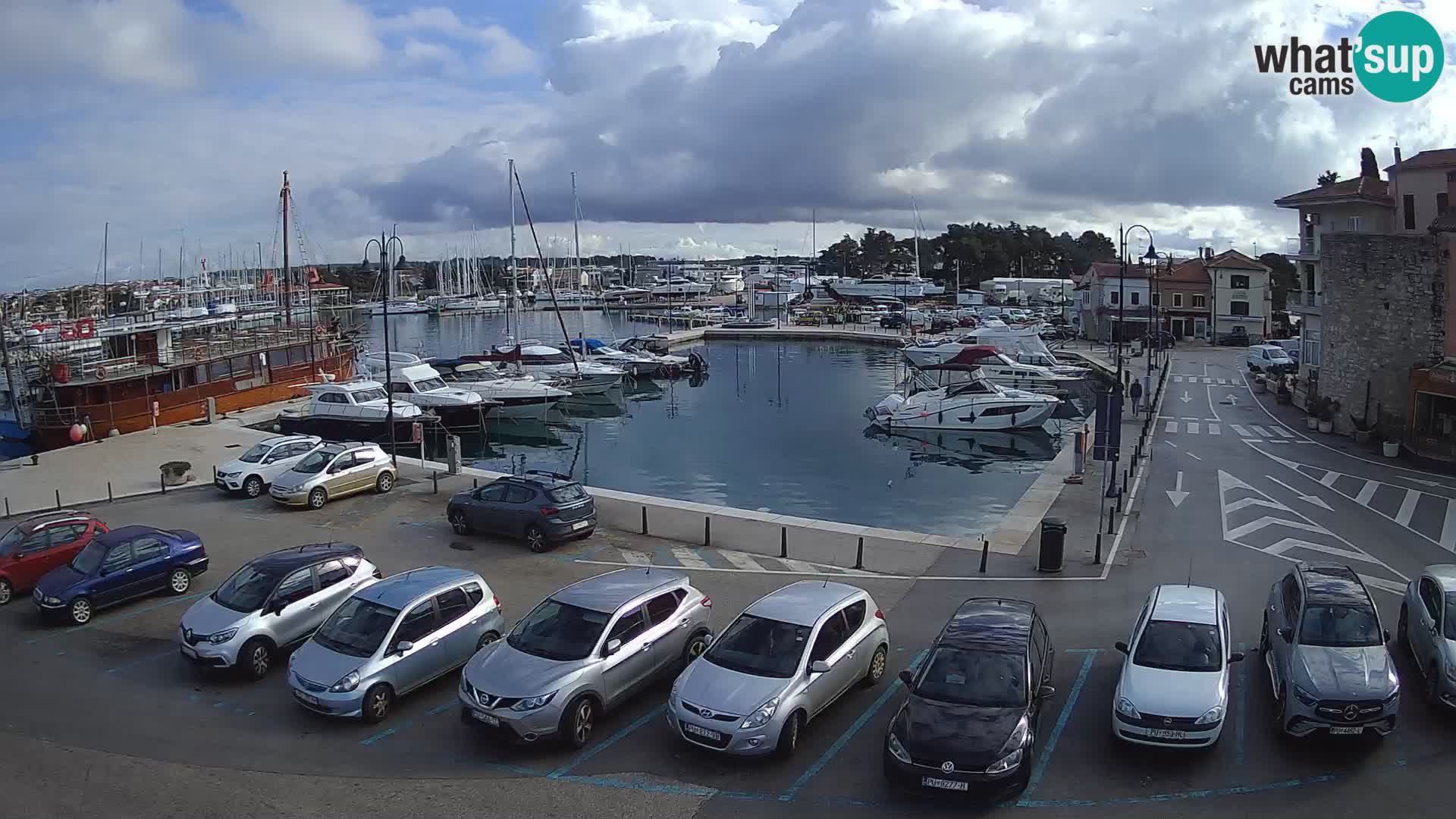 Novigrad | Porporela marina