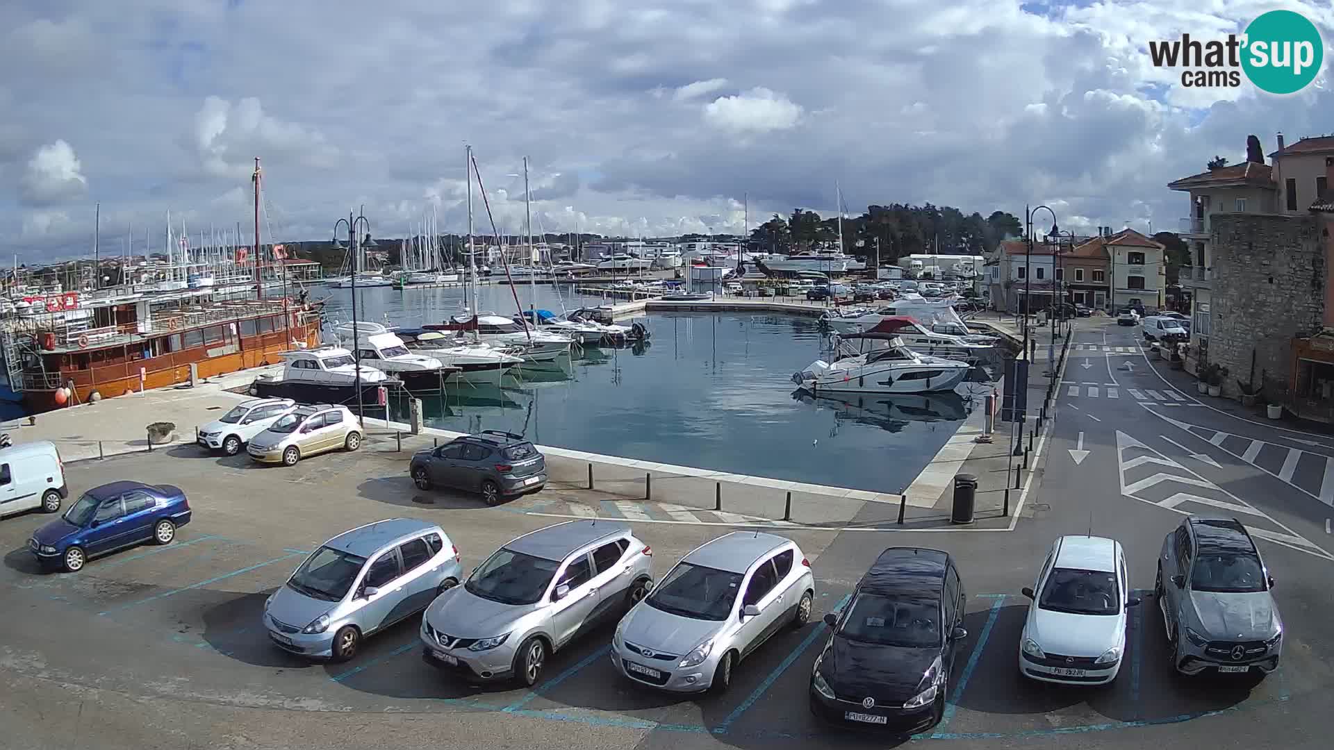 Novigrad | Porporela marina