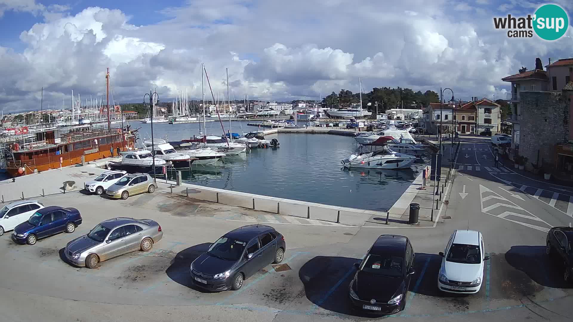 Novigrad | Porporela marina