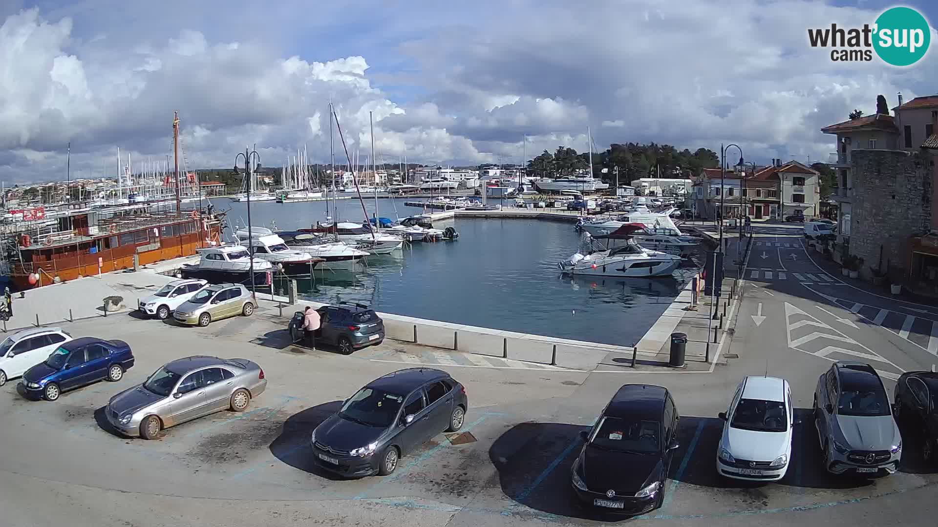 Novigrad | Porporela marina