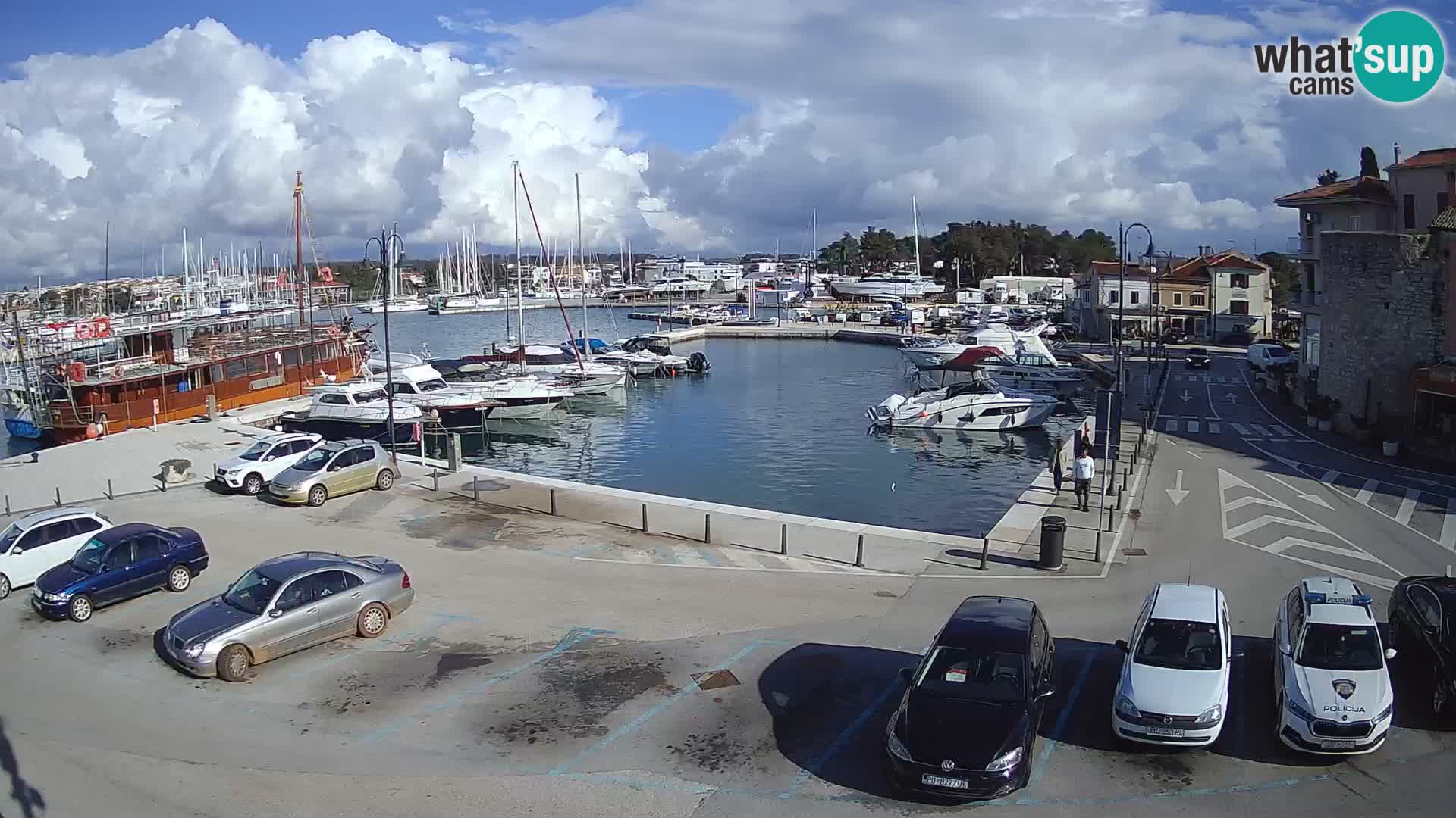 Novigrad | Porporela marina