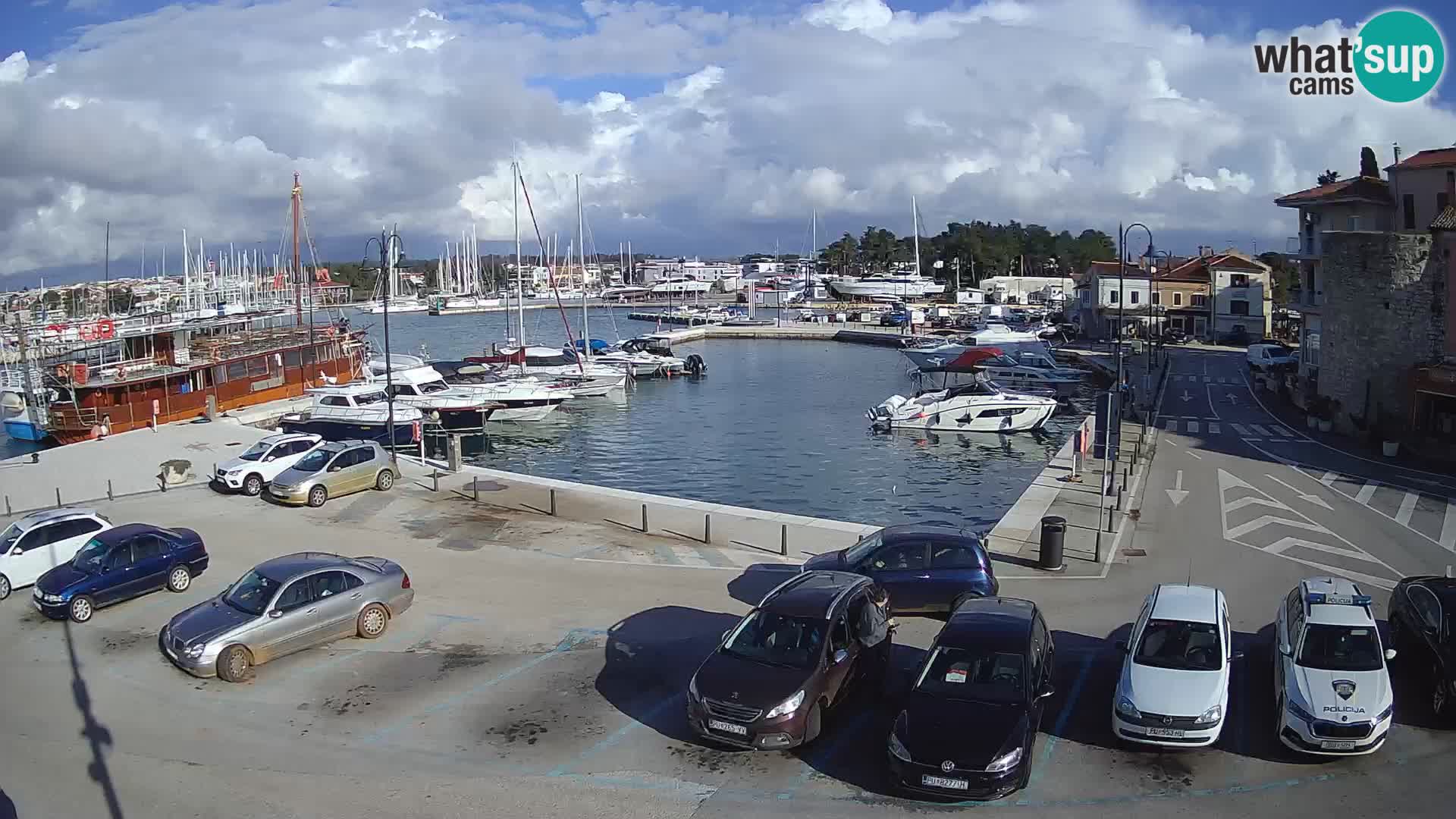 Novigrad | Porporela marina