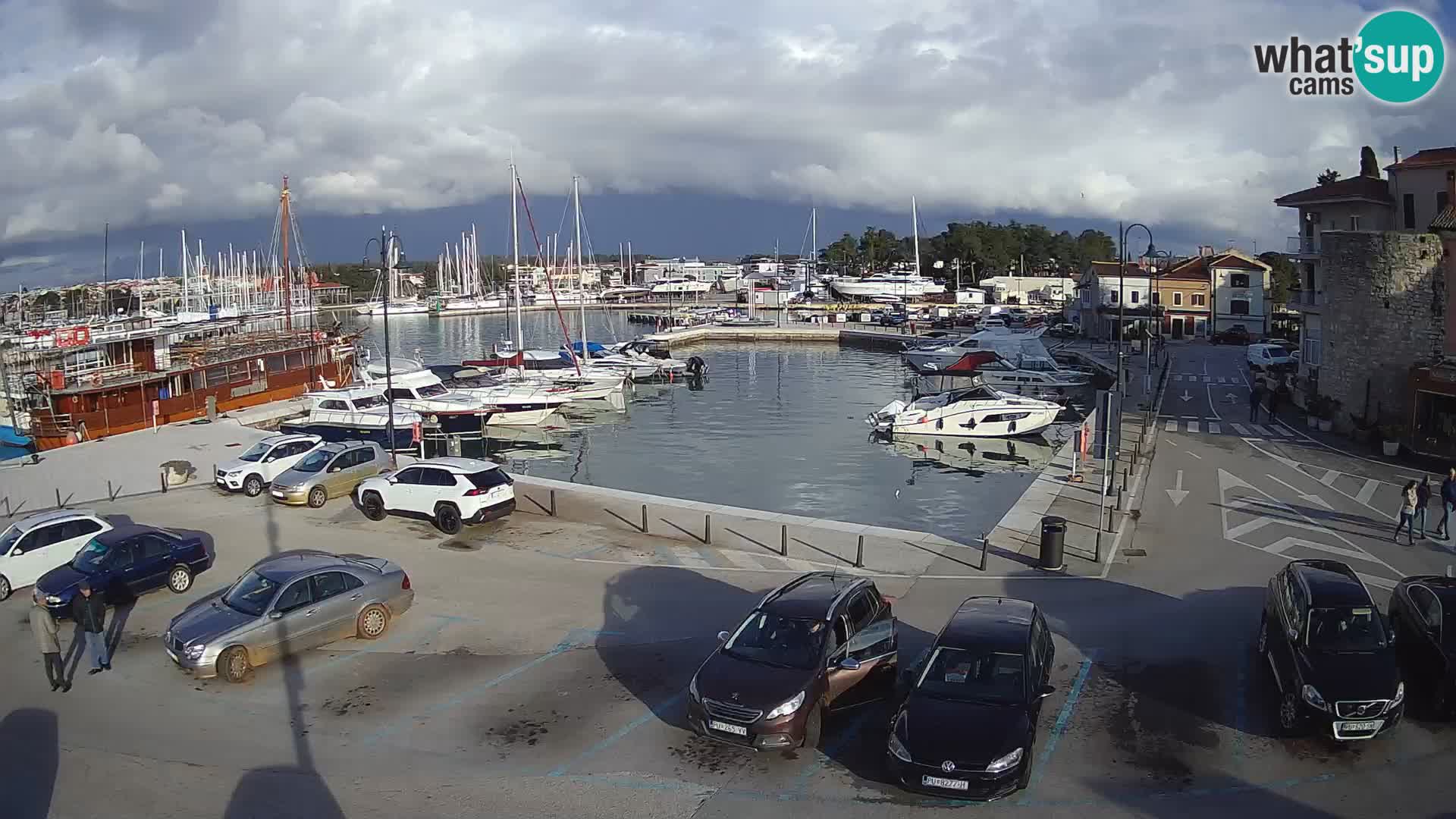 Novigrad | Porporela marina