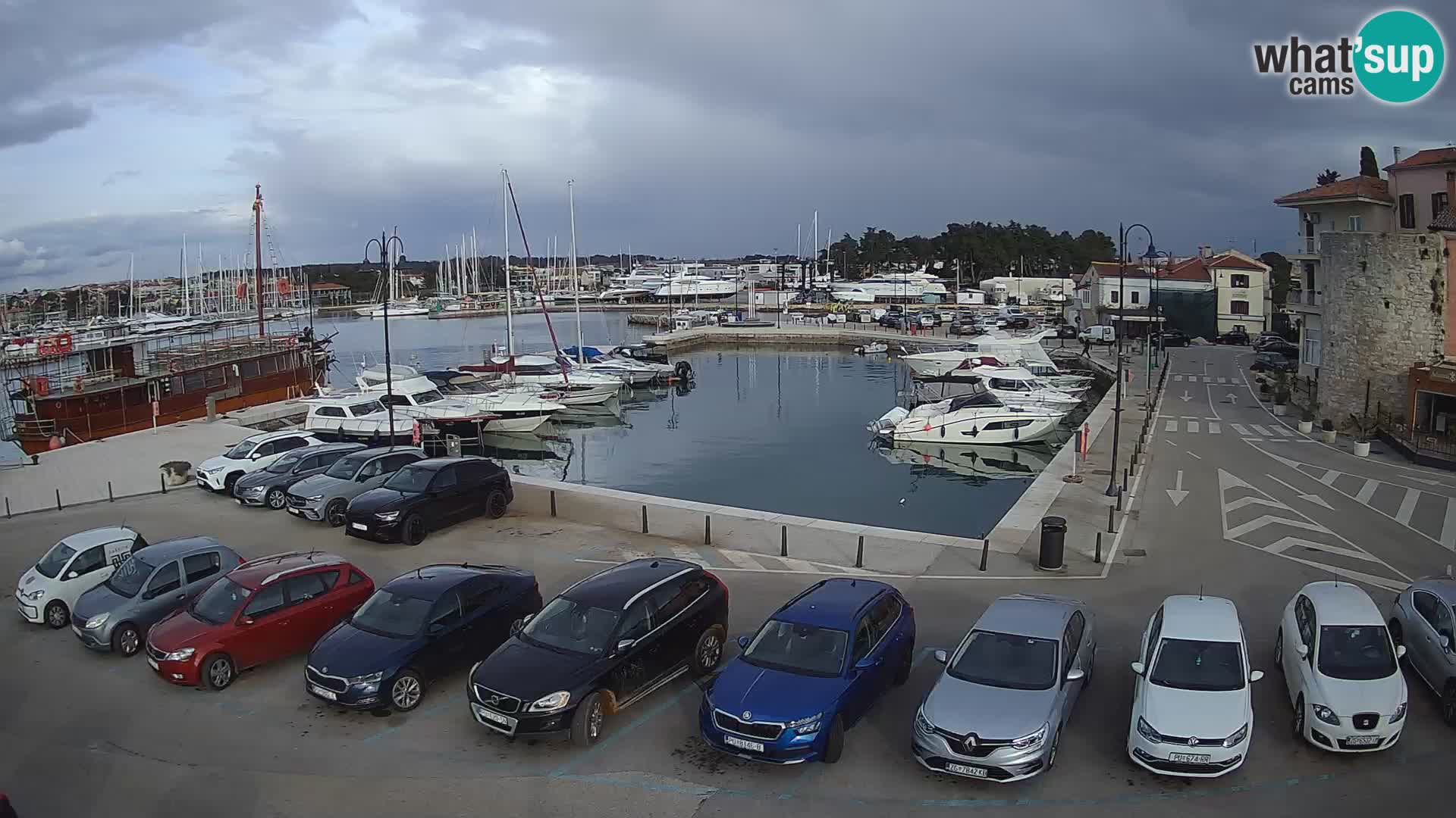 Novigrad | Porporela marina