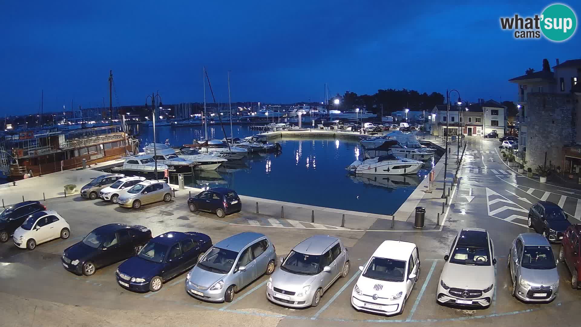 Novigrad | Porporela marina