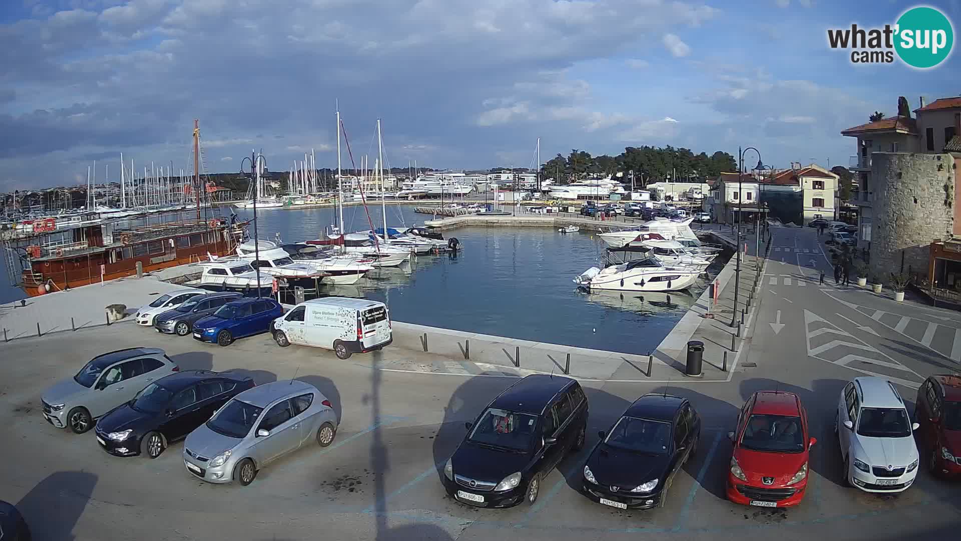 Novigrad | Porporela marina
