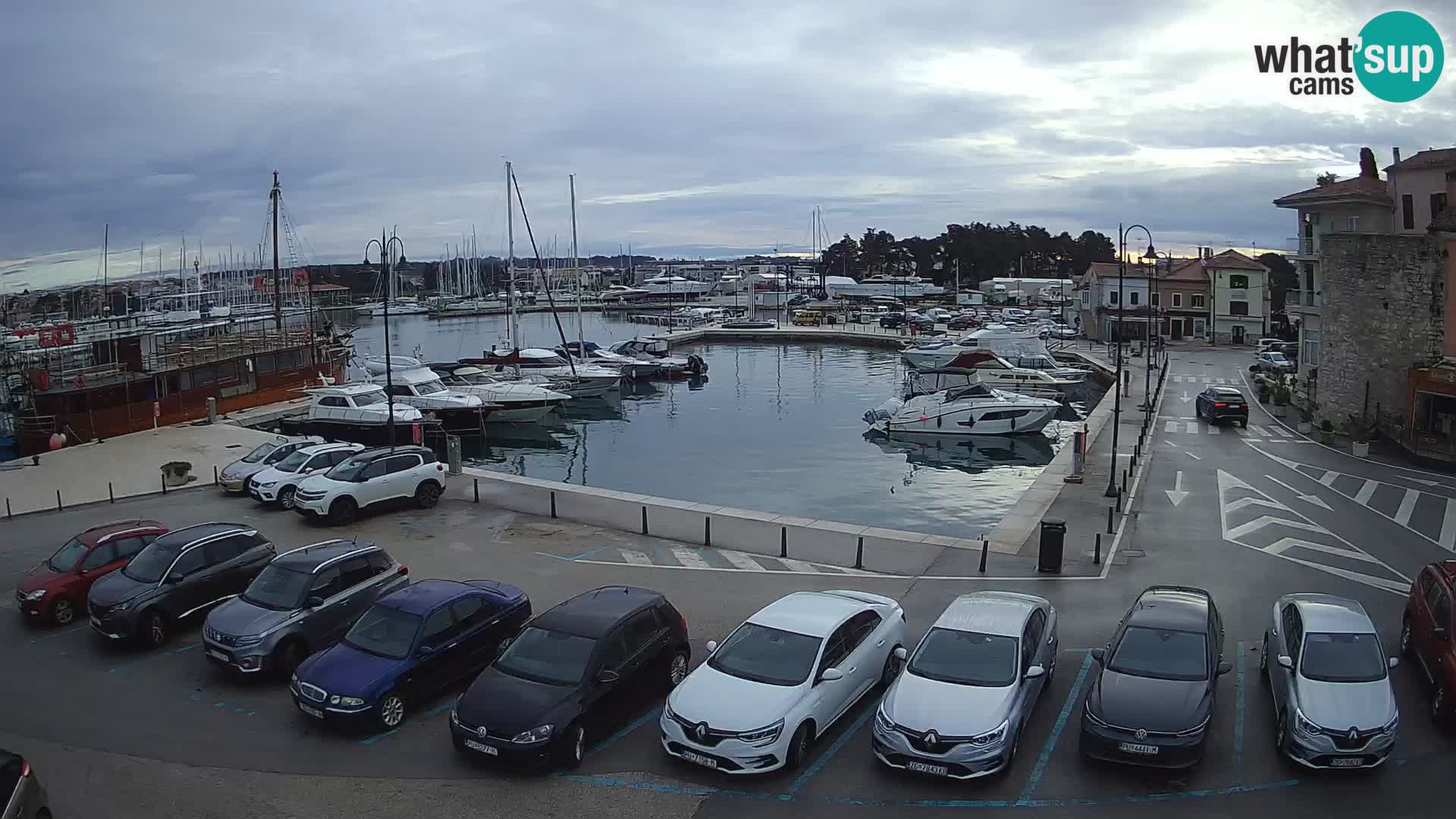 Novigrad | Porporela marina