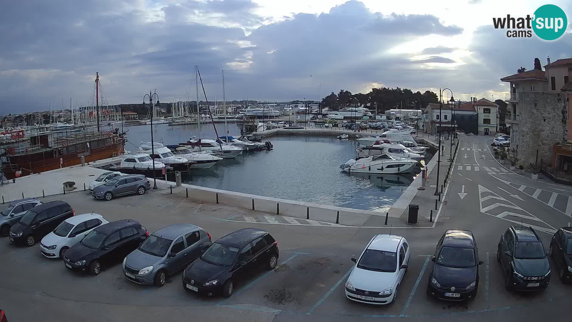 Novigrad | Porporela marina