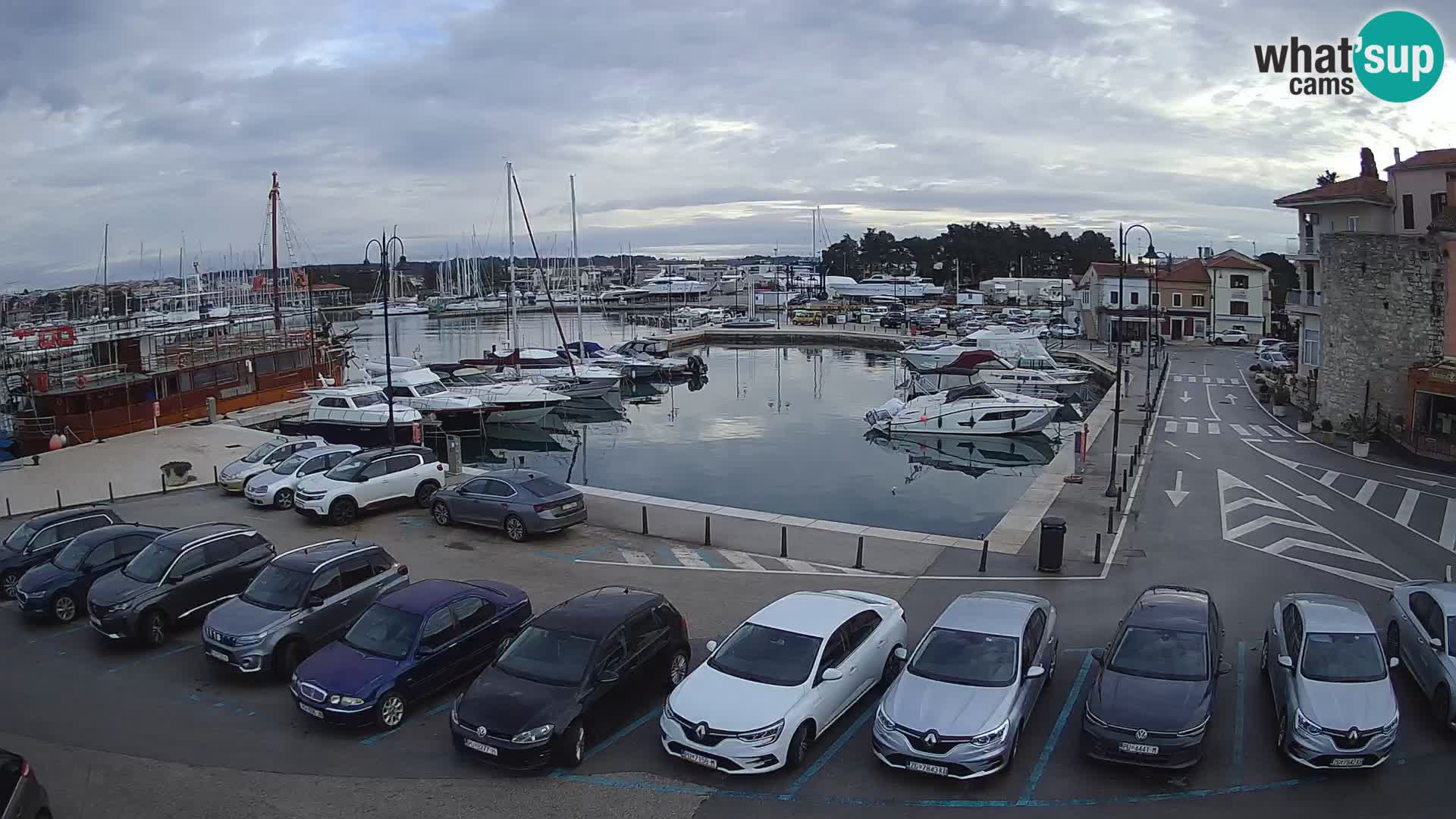 Novigrad | Porporela marina