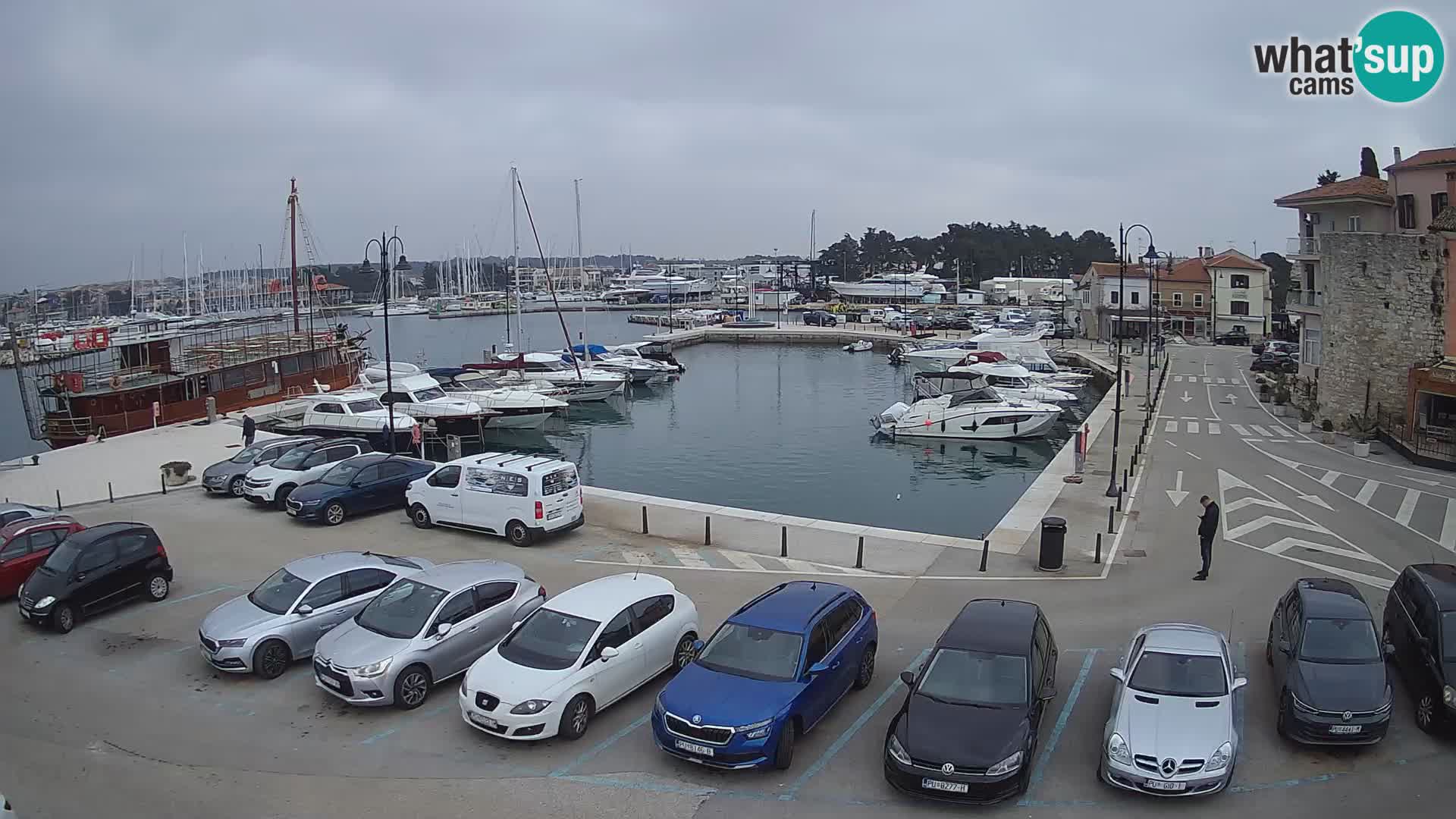 Novigrad | Porporela marina