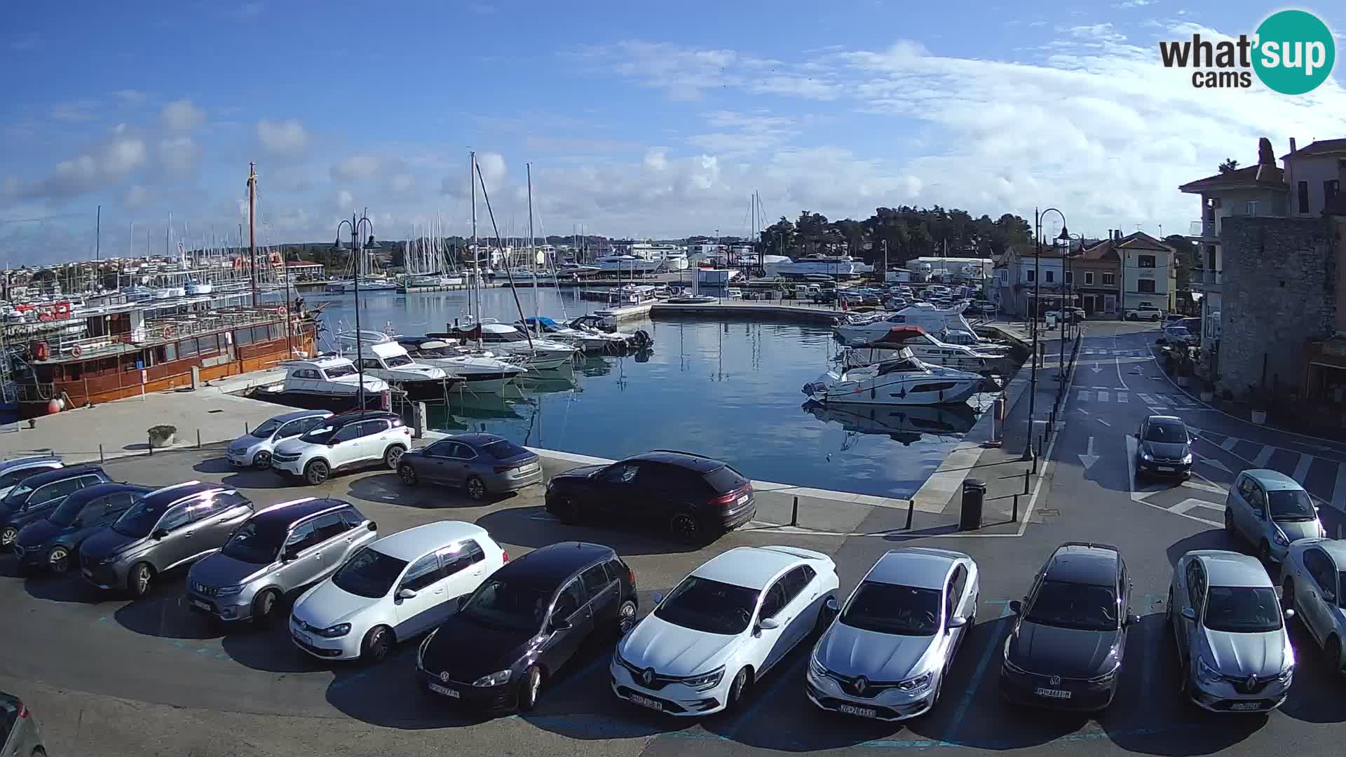 Novigrad | Porporela marina